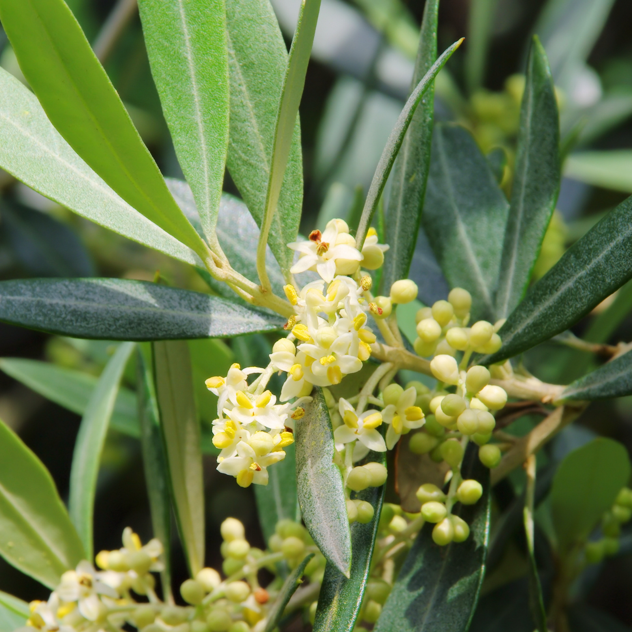 Swan Hill Olive Tree - Olea europaea Swan Hill (non-fruiting tree)