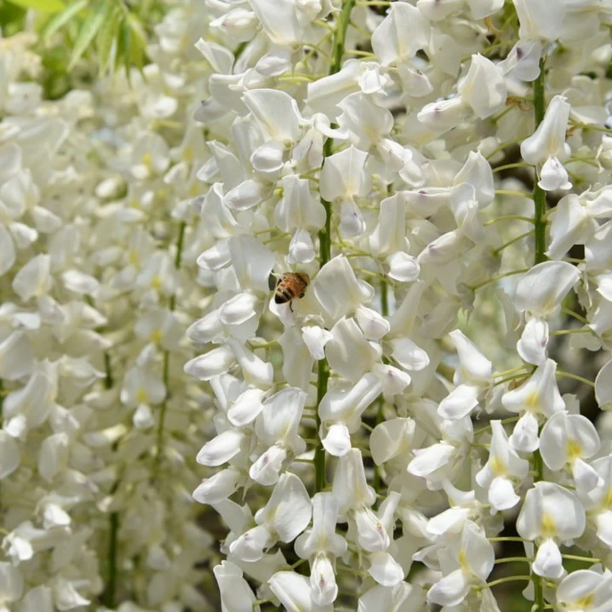 White Japanese Wisteria - Wisteria floribunda Alba