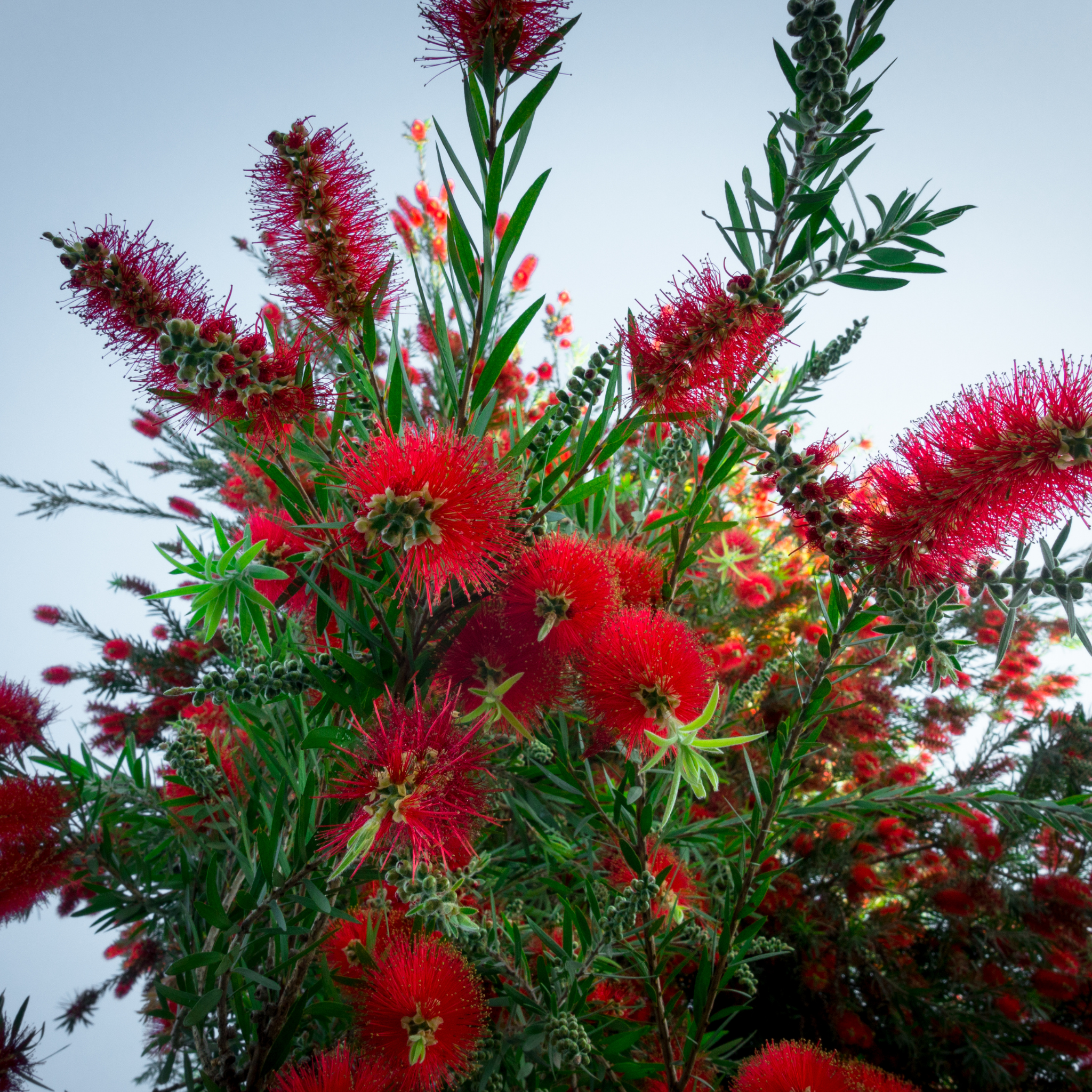 Crimson Bottlebrush - Callistemon citrinus 'Endeavour'