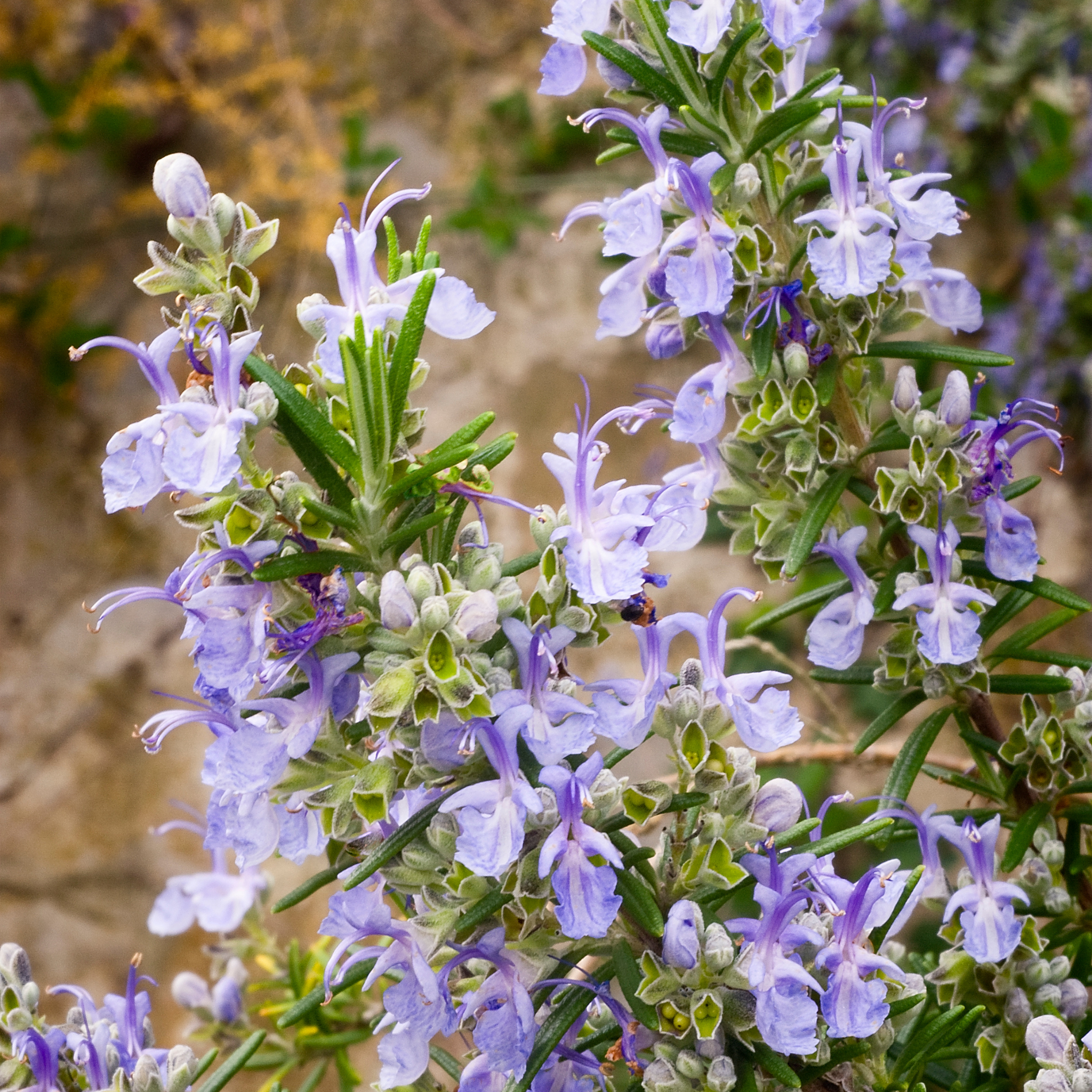 Rosemary Tuscan Blue - Rosmarinus officinalis Tuscan Blue