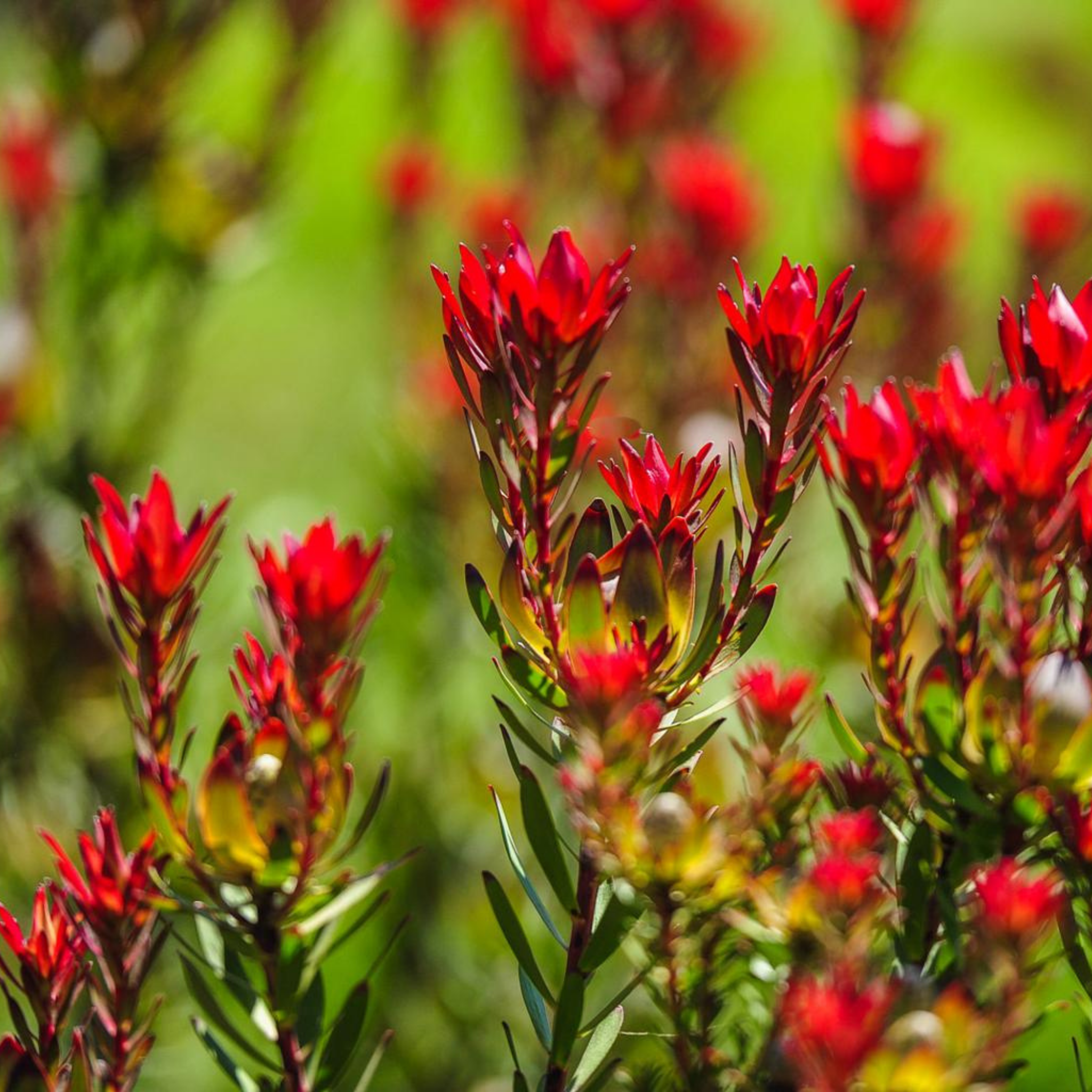 Red Devil Conebush - Leucadendron salignum Red Devil