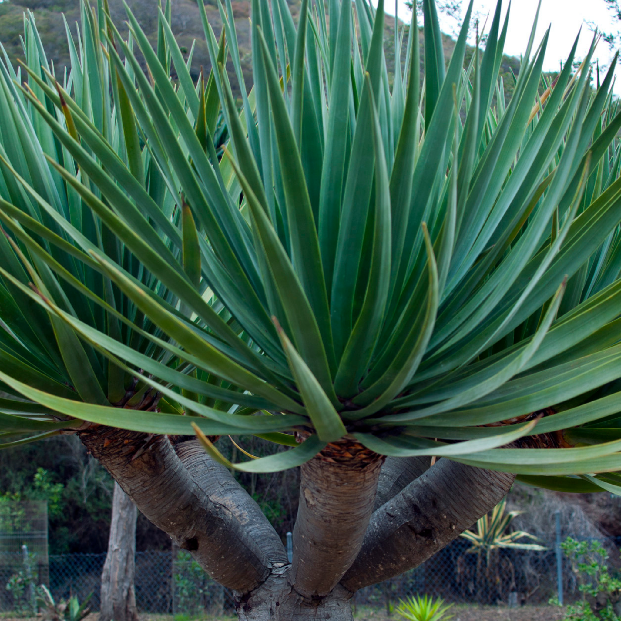 Canary Islands Dragon Tree - Dracaena draco