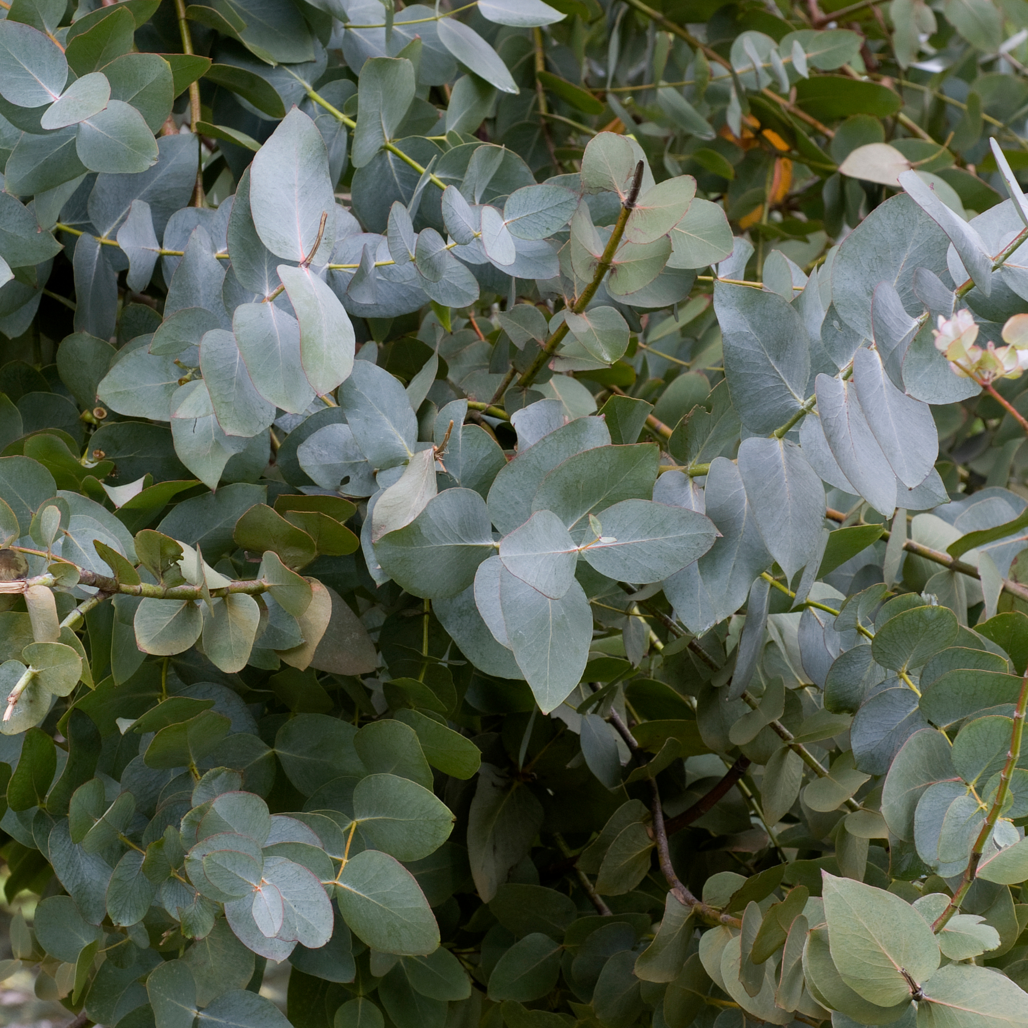 Silver Dollar Tree - Eucalyptus cinerea