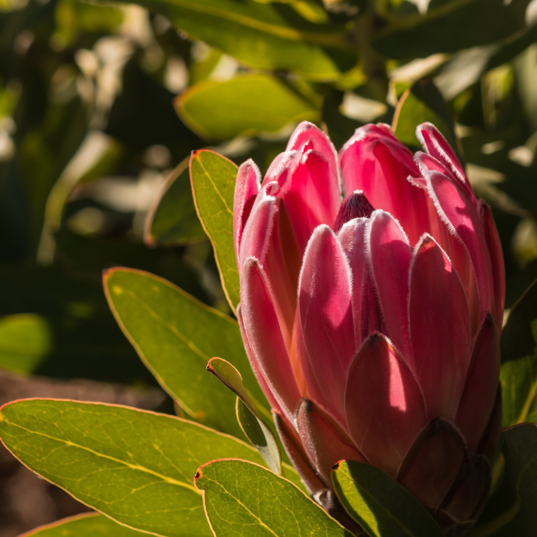 Close-up of a pink protea flower with green leaves in the background