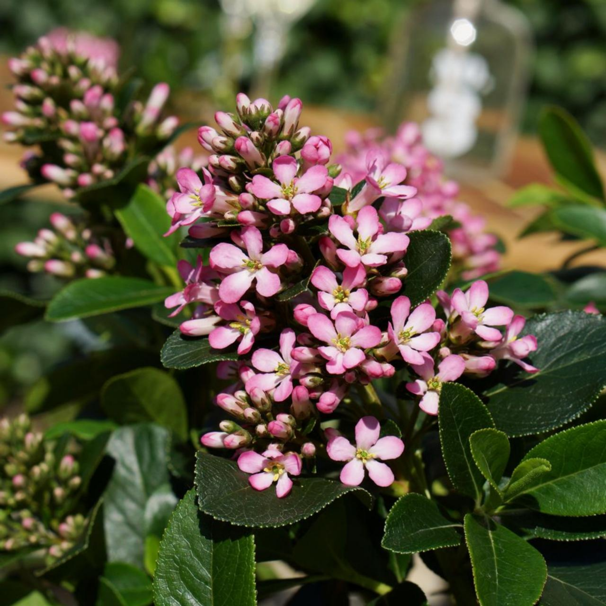 Escallonia laevis 'Pink Elle' PBR