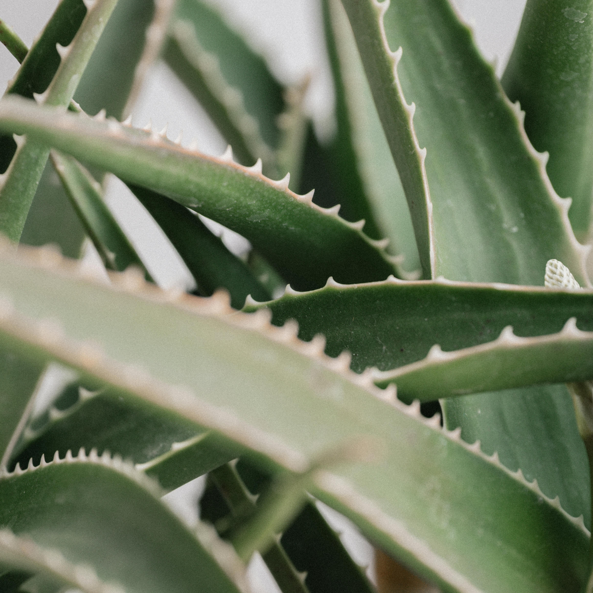 Aloe hybrida Moonglow