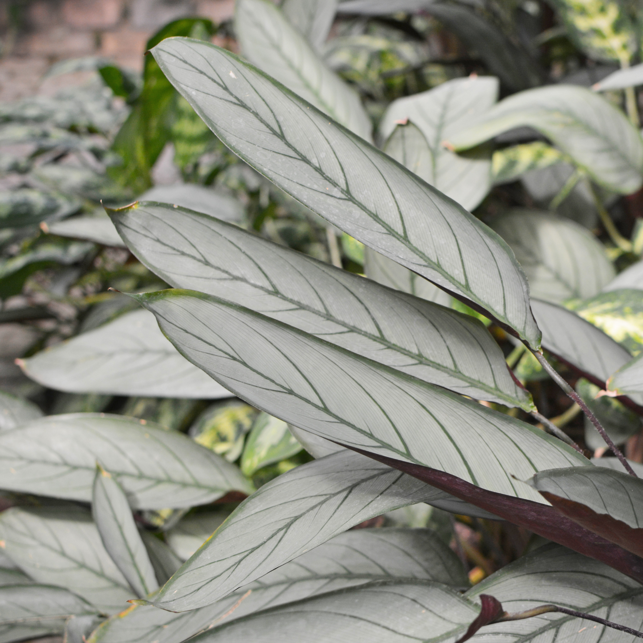 Never Never Grey Star Plant - Ctenanthe setosa 'Grey Star'