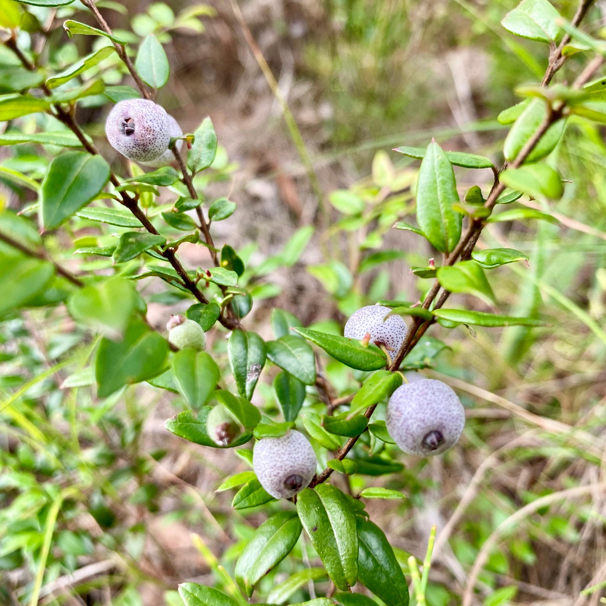 Midyim/Midgen Berry - Austromyrtus dulcis