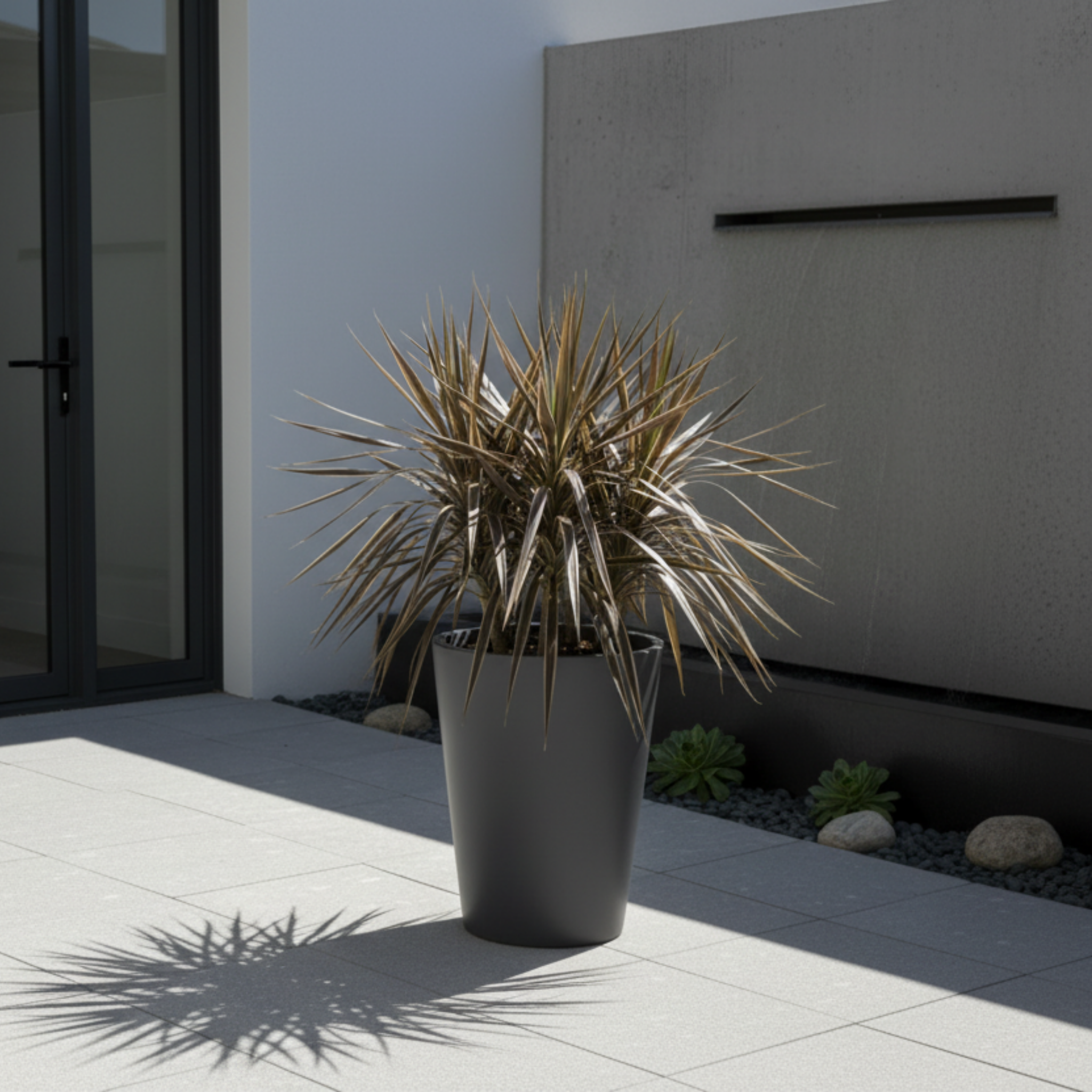 Electric Star Cabbage Tree - Cordyline banksii 'Electric Star'
