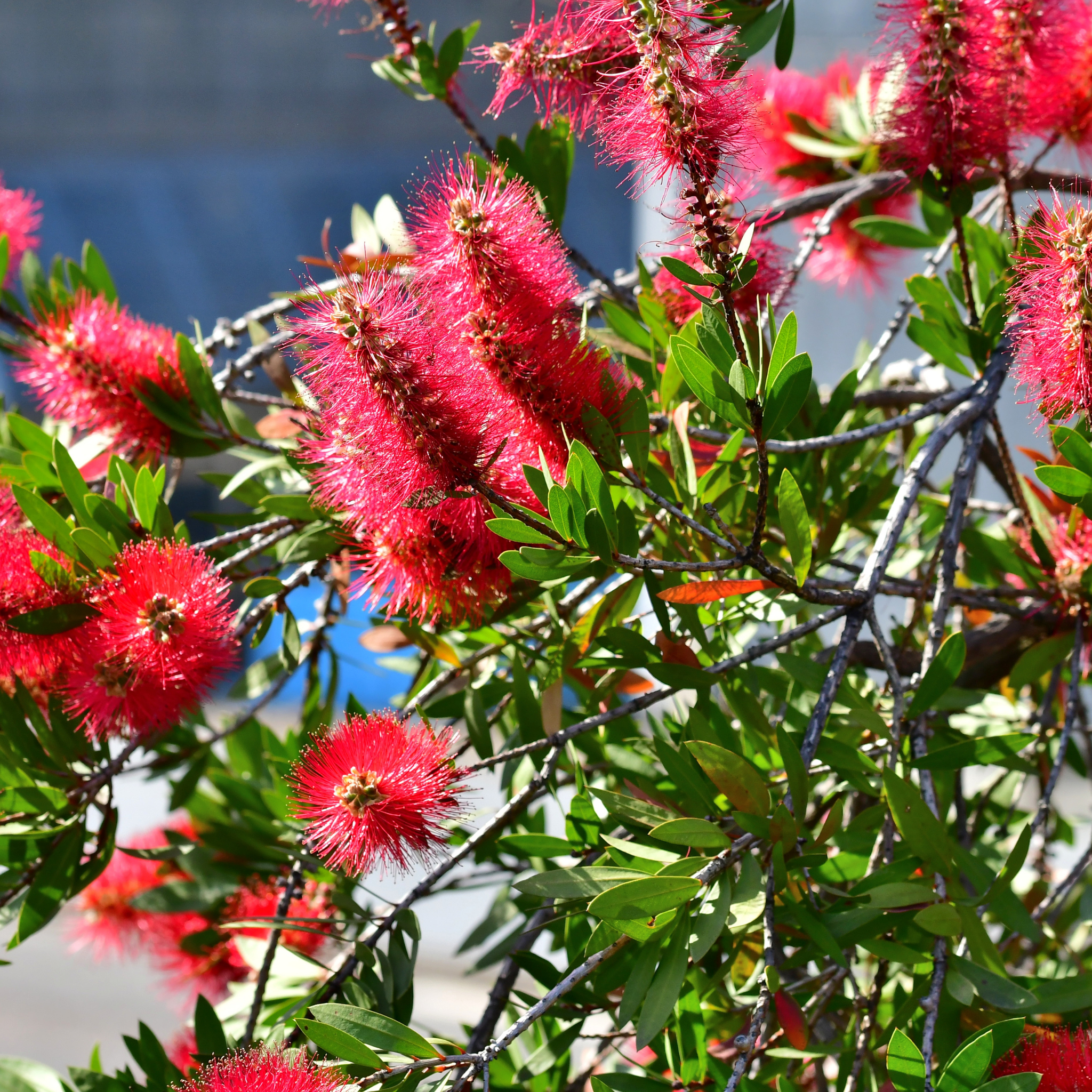 Close-up of red bottlebrush flowers with green leaves against a blurred natural background