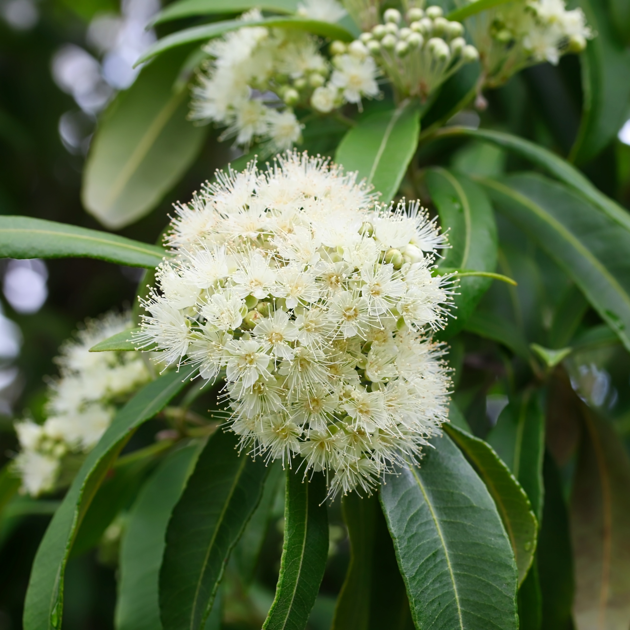 Close-up of white flowers with green leaves on a blurred natural background