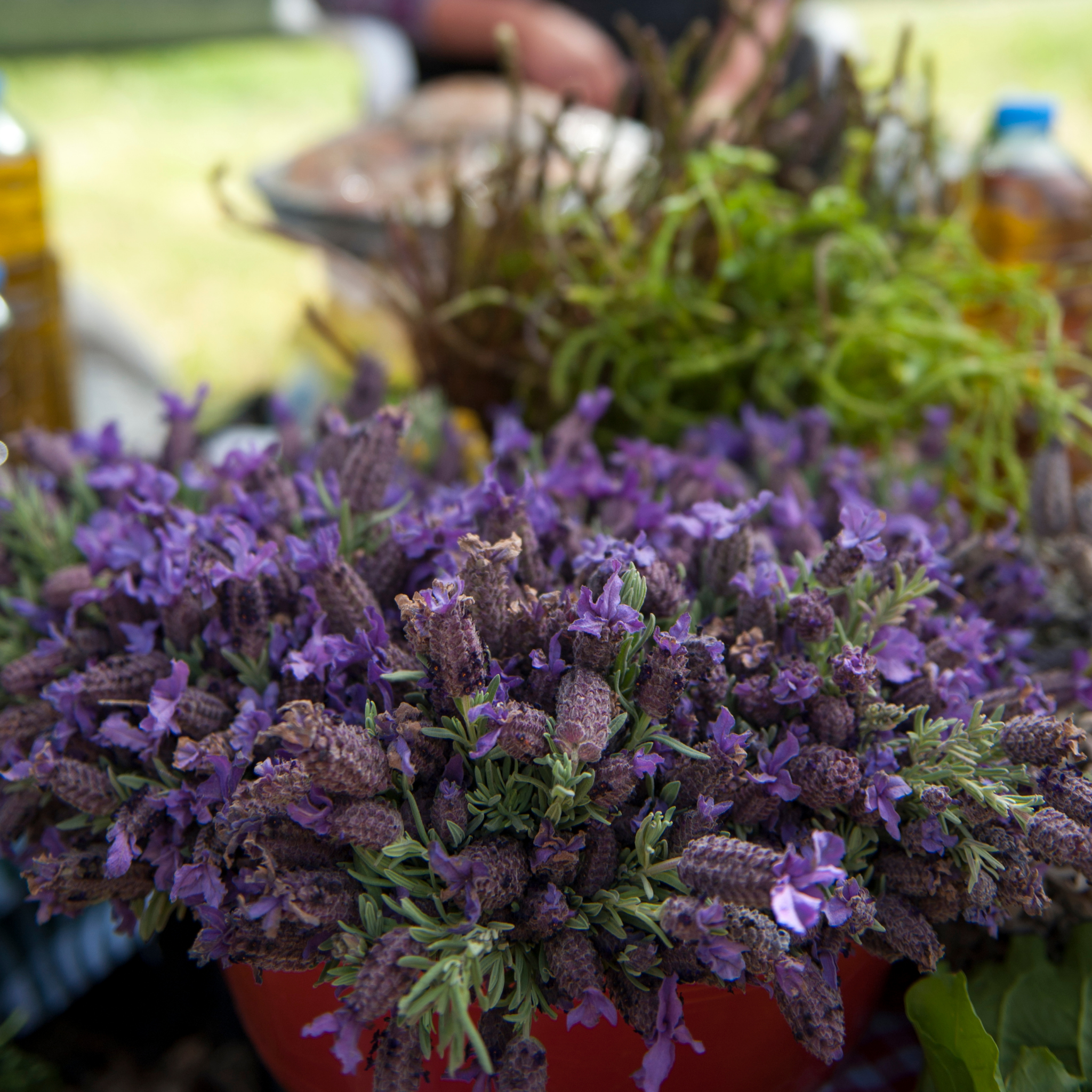 Lavandula pedunculata La Diva Papillon Big Night