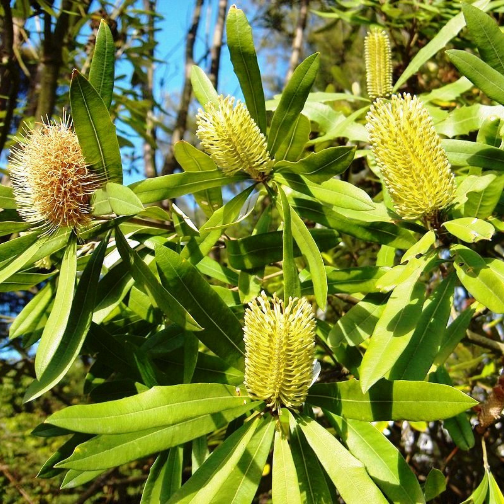 Green leaves and yellow flowers of a plant with a blurred natural background