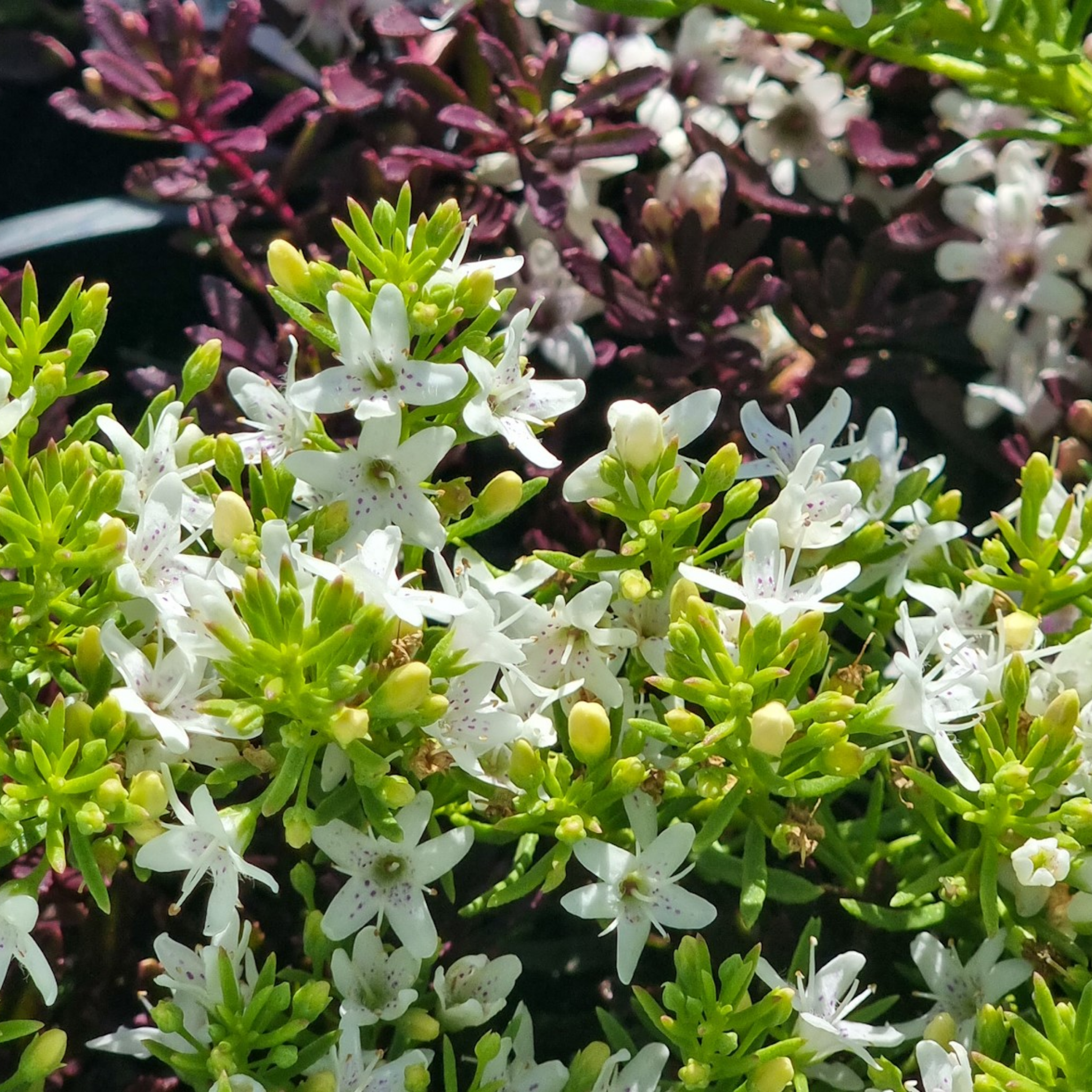 Fine Leaf Creeping Boobialla - Myoporum parvifolium Fine Leaf