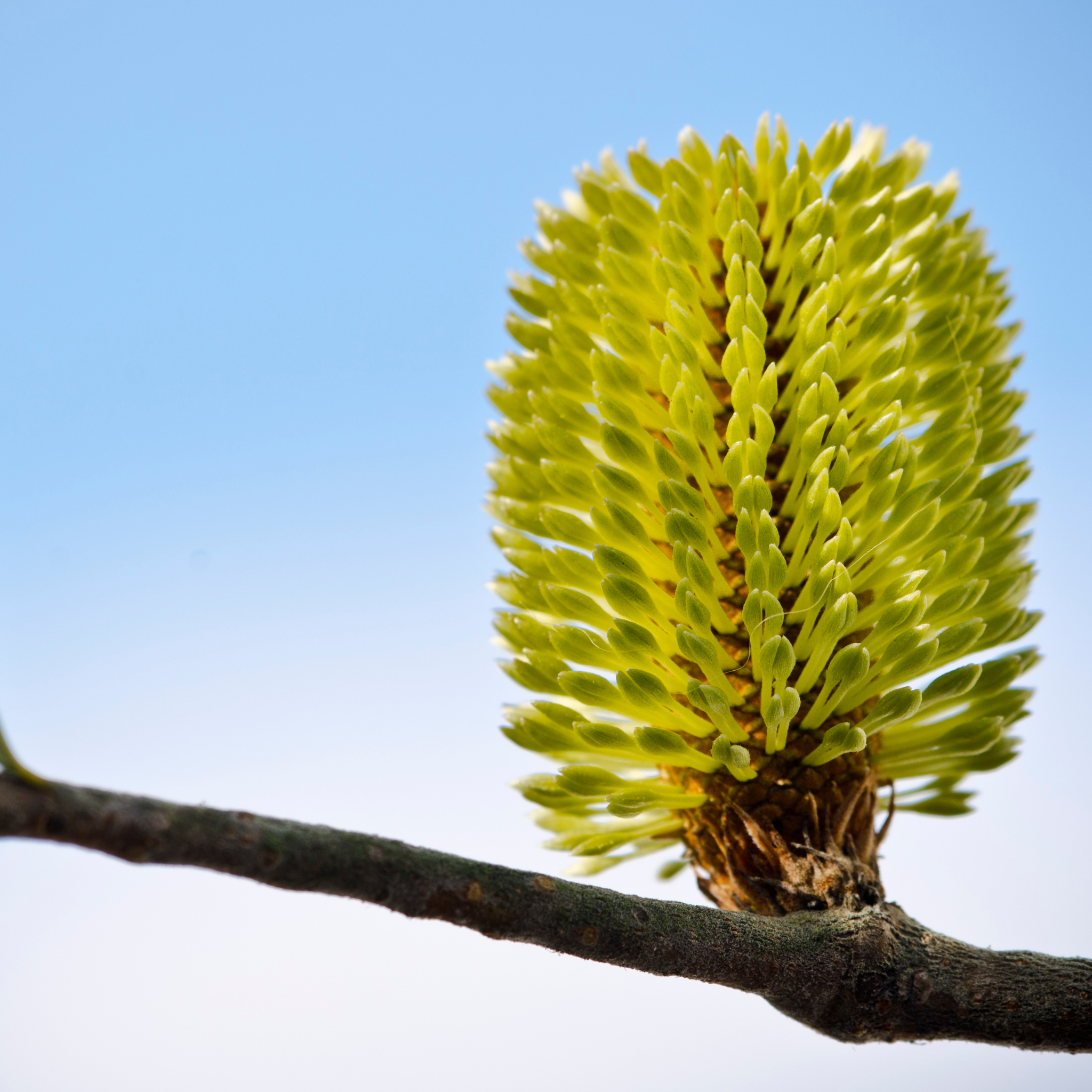 Young pine tree branch with a bright green pine cone against a clear blue sky.