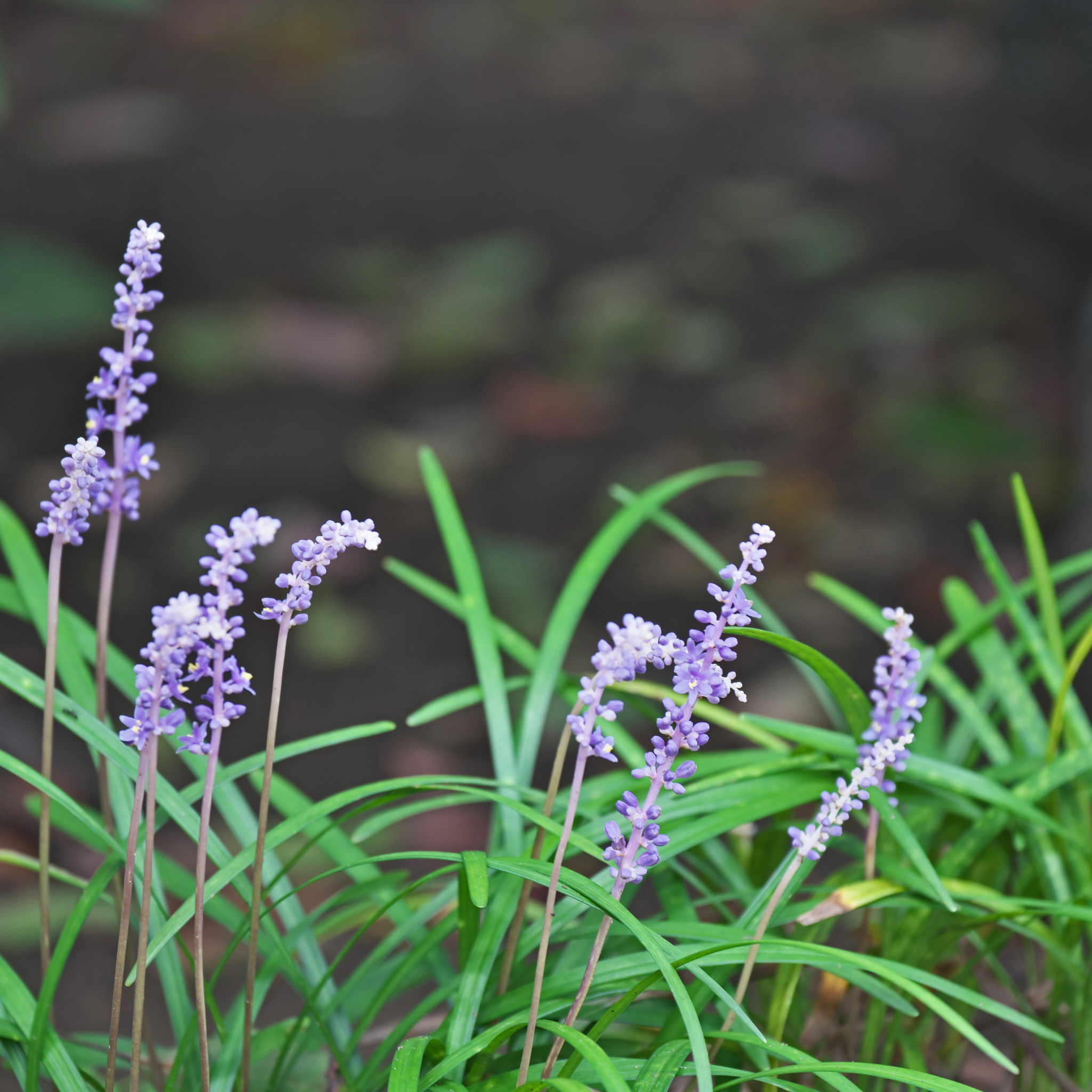 Lillyturf Royal Purple - Liriope muscari Royal Purple