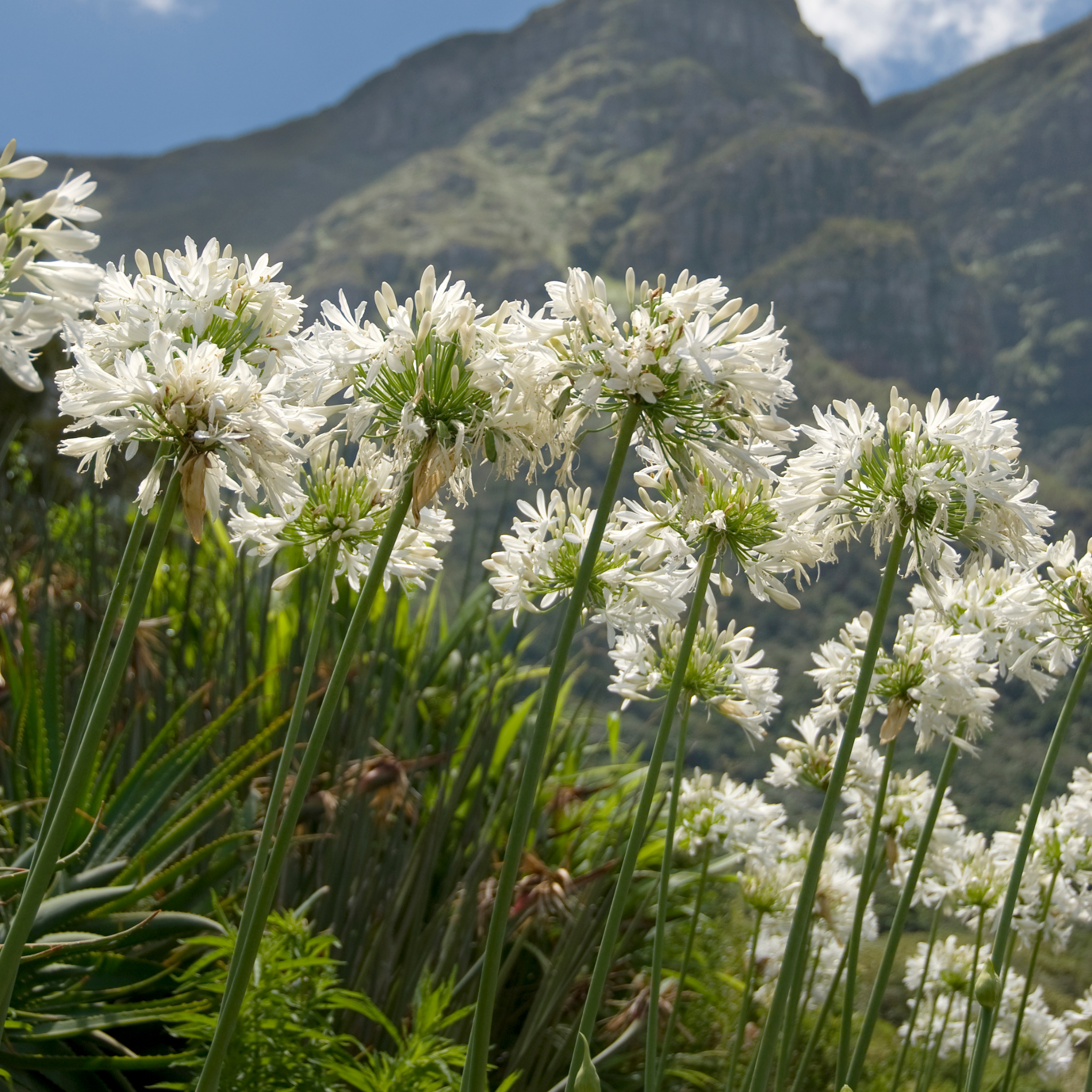 White Agapanthus - Lily of the Nile, African Lily