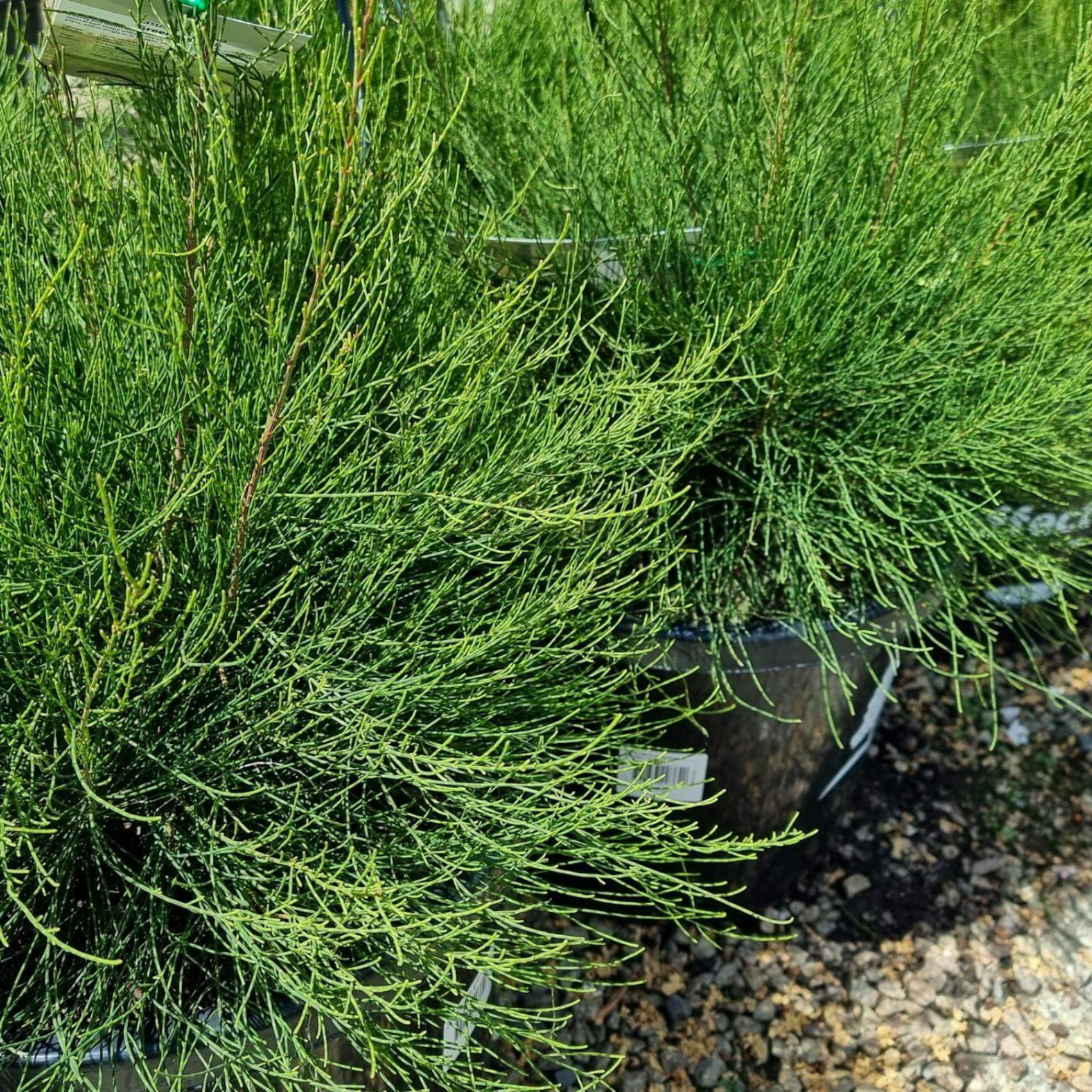 Groundcover Sheoak Green Wave - Casuarina glauca 'Green Wave'