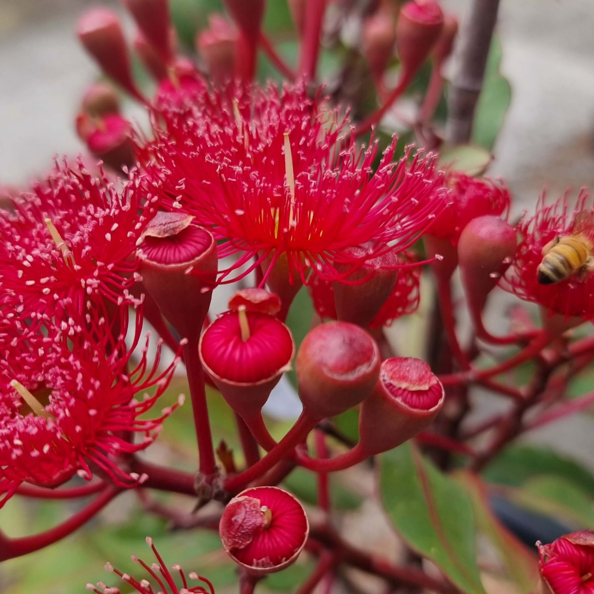Red Flowering Gum Wildfire - Corymbia ficifolia 'Wildfire'
