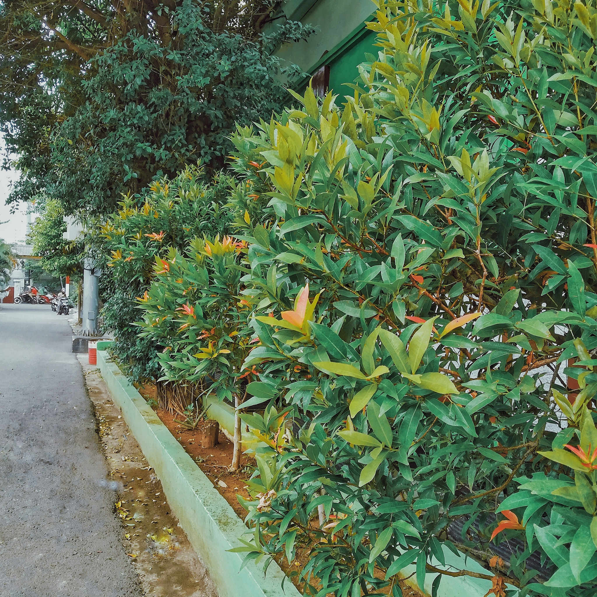 Green shrubs lining a street with a building in the background