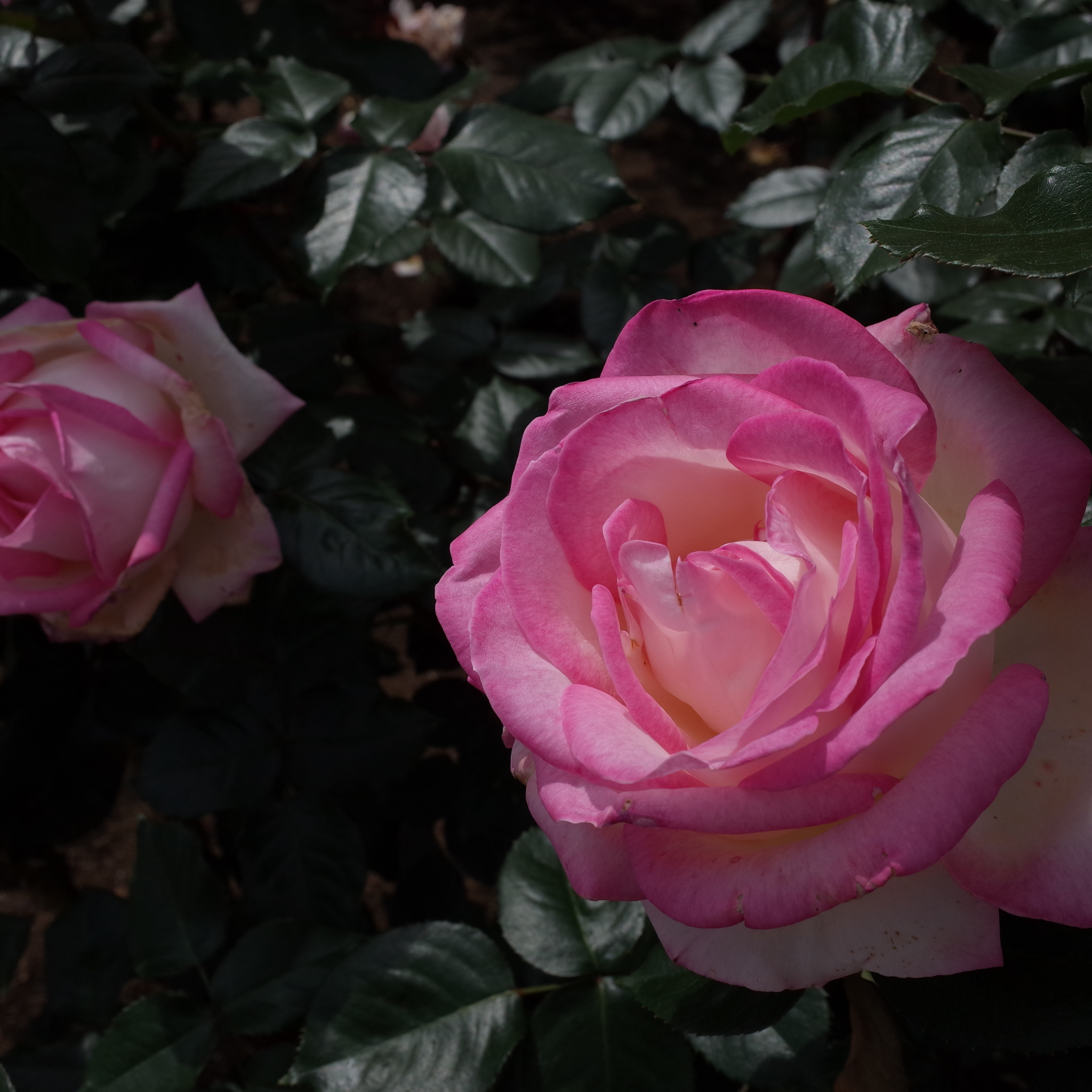 Princesse De Monaco Hybrid Tea Rose - Rosa Princesse De Monaco