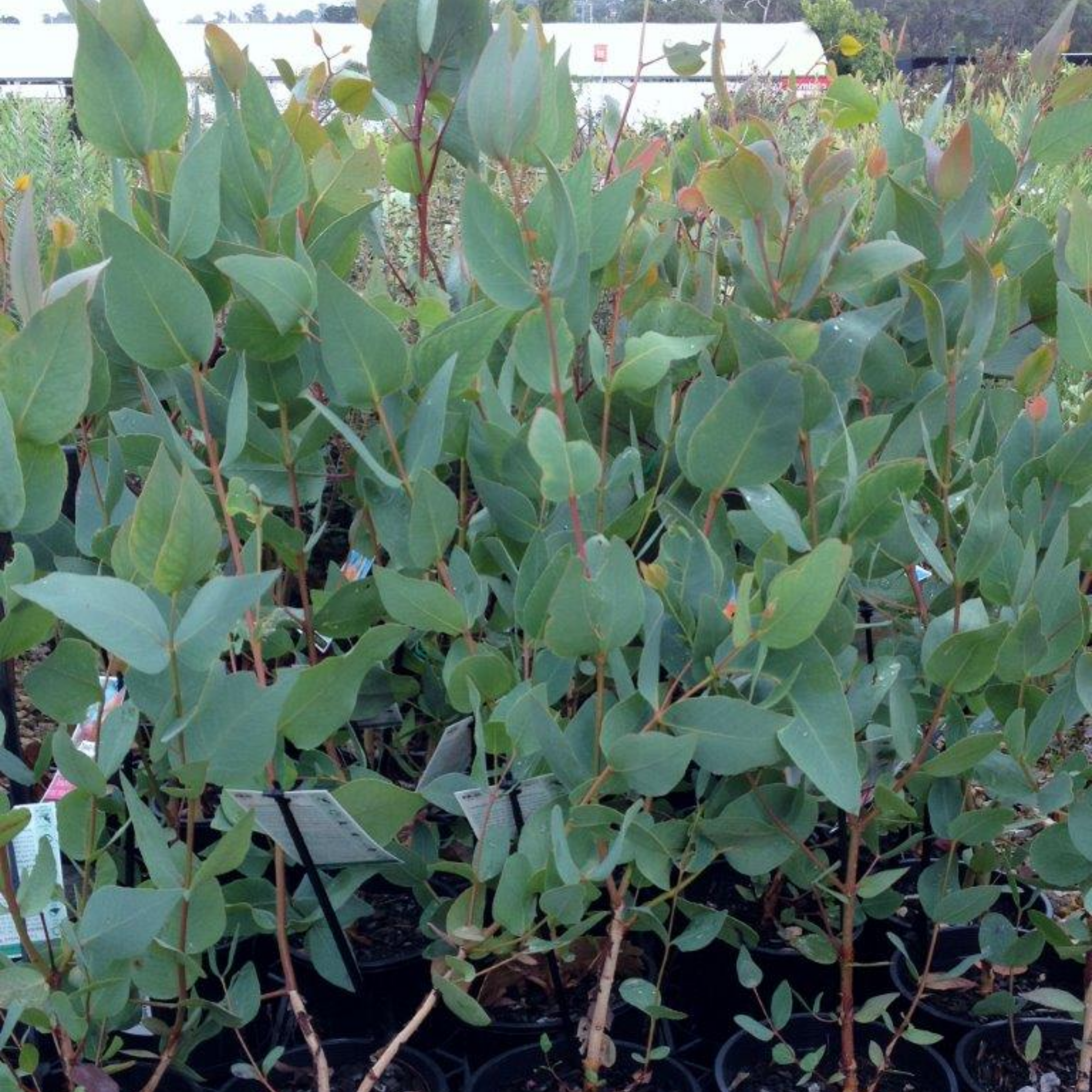 Eucalyptus leucoxylon Rosea Dwarf -  Dwarf Pink Flowering Yellow Gum
