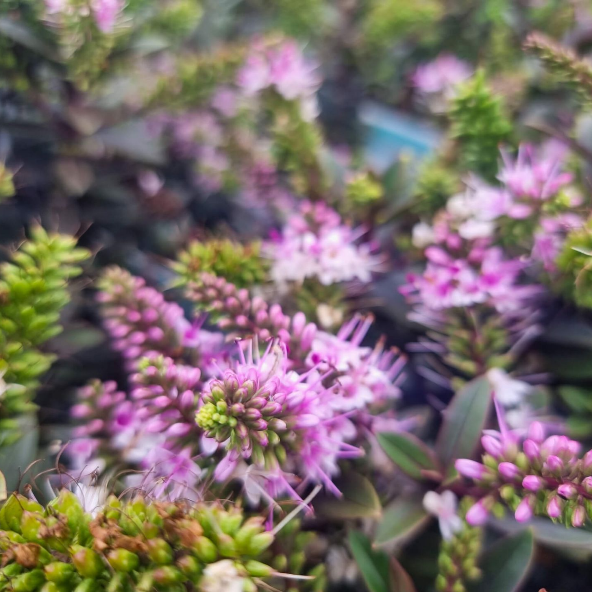 Shrubby Veronica Surf Wipeout - Hebe hybrida 'Surf Wipeout'