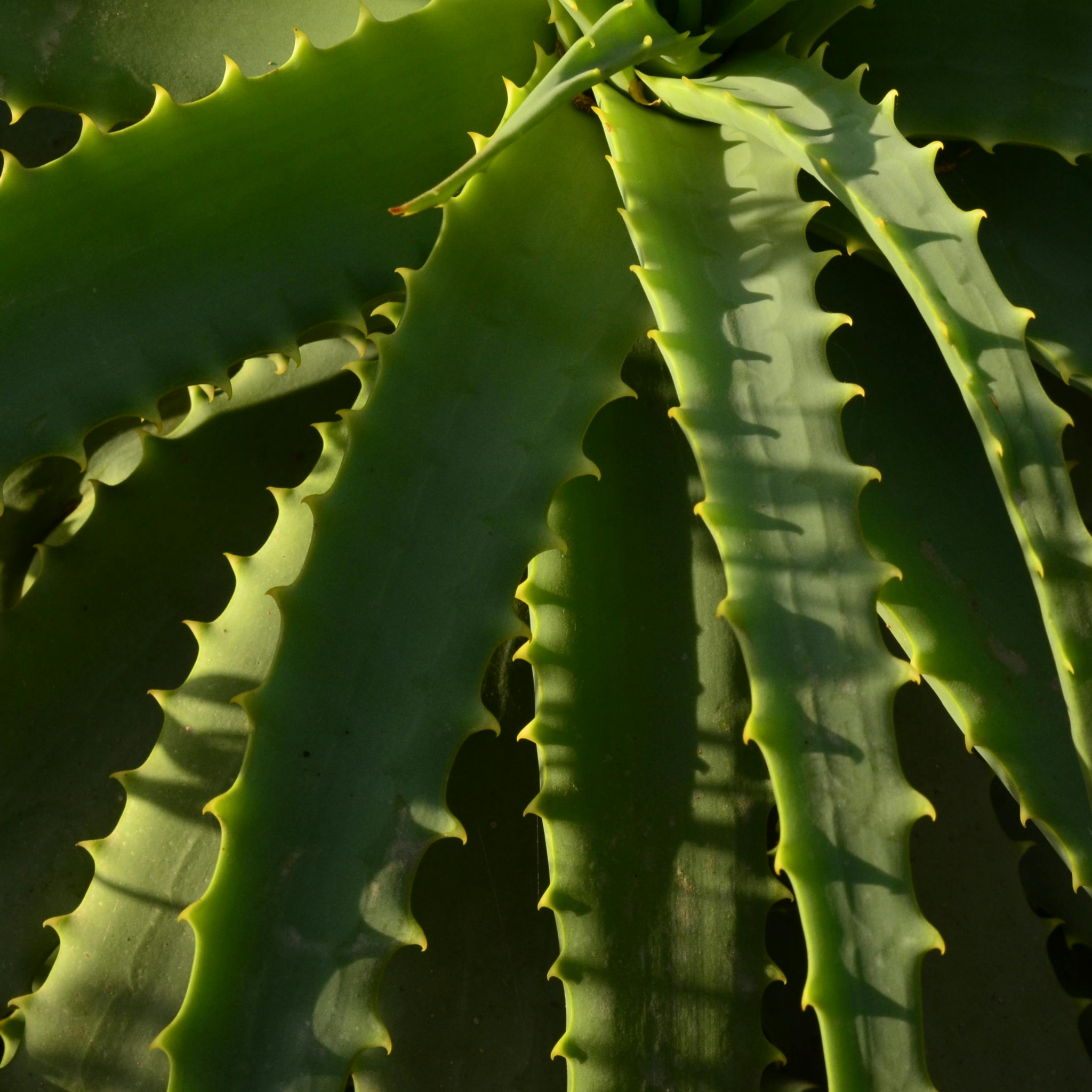 Aloe hybrida Bush Baby Yellow