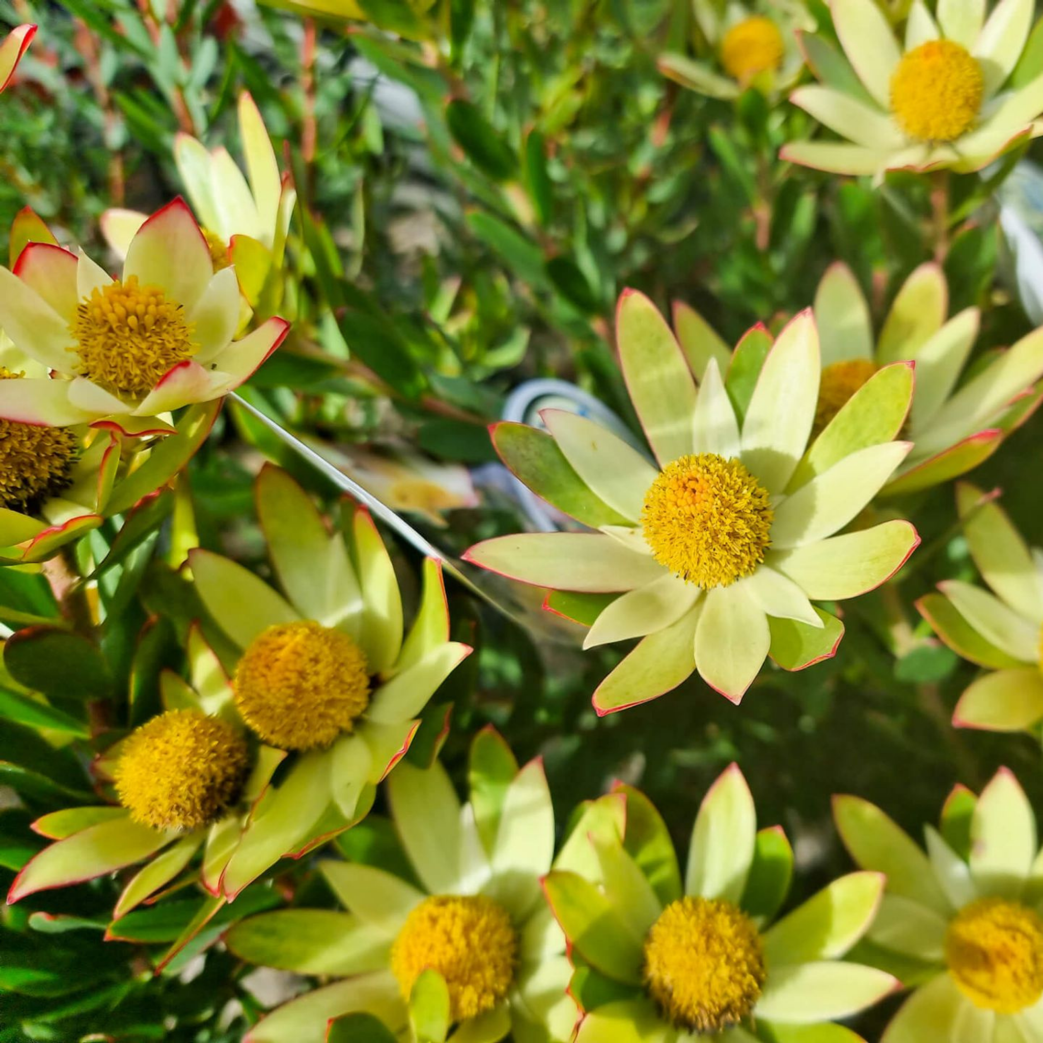 Yellow Conebush - Leucadendron hybrida Sundance