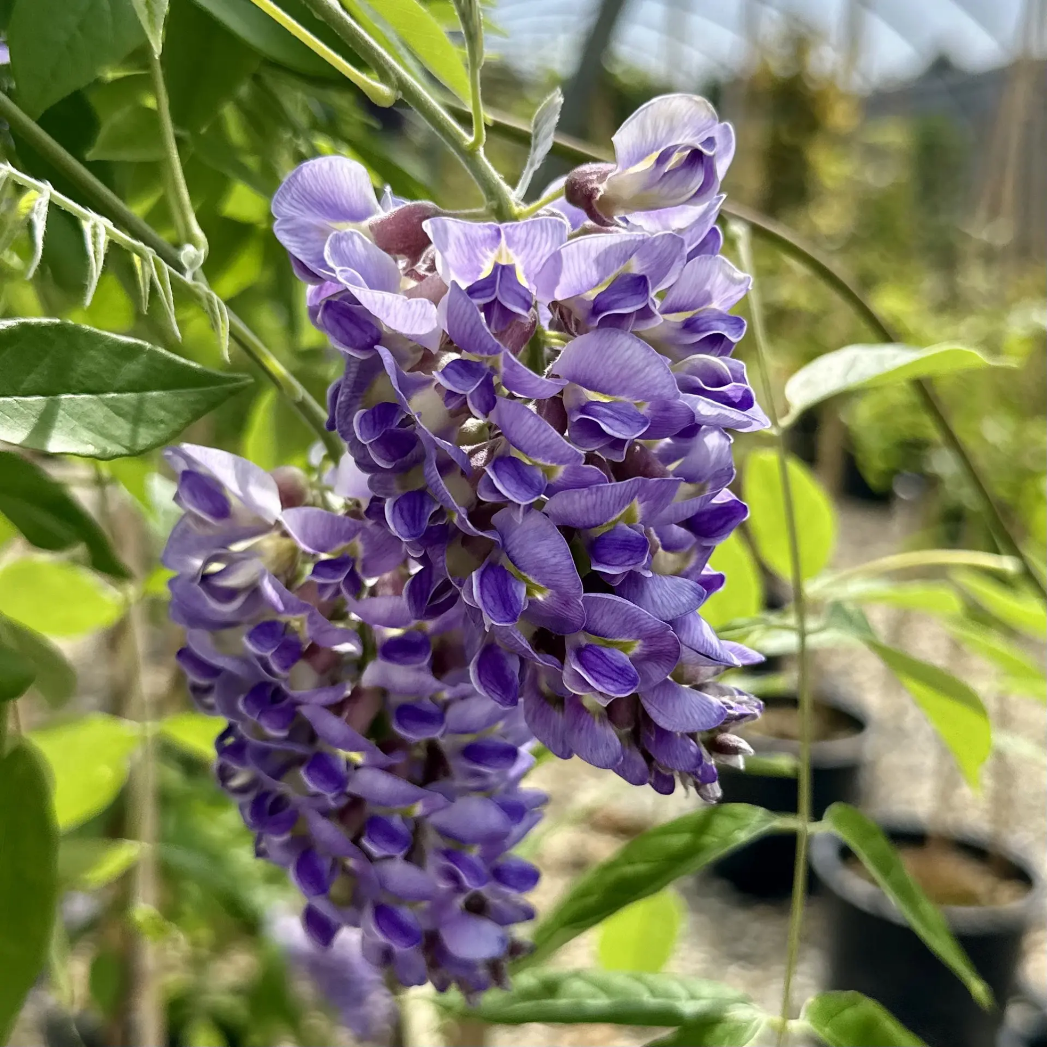Amethyst Falls American Wisteria - Wisteria frutescens PBR