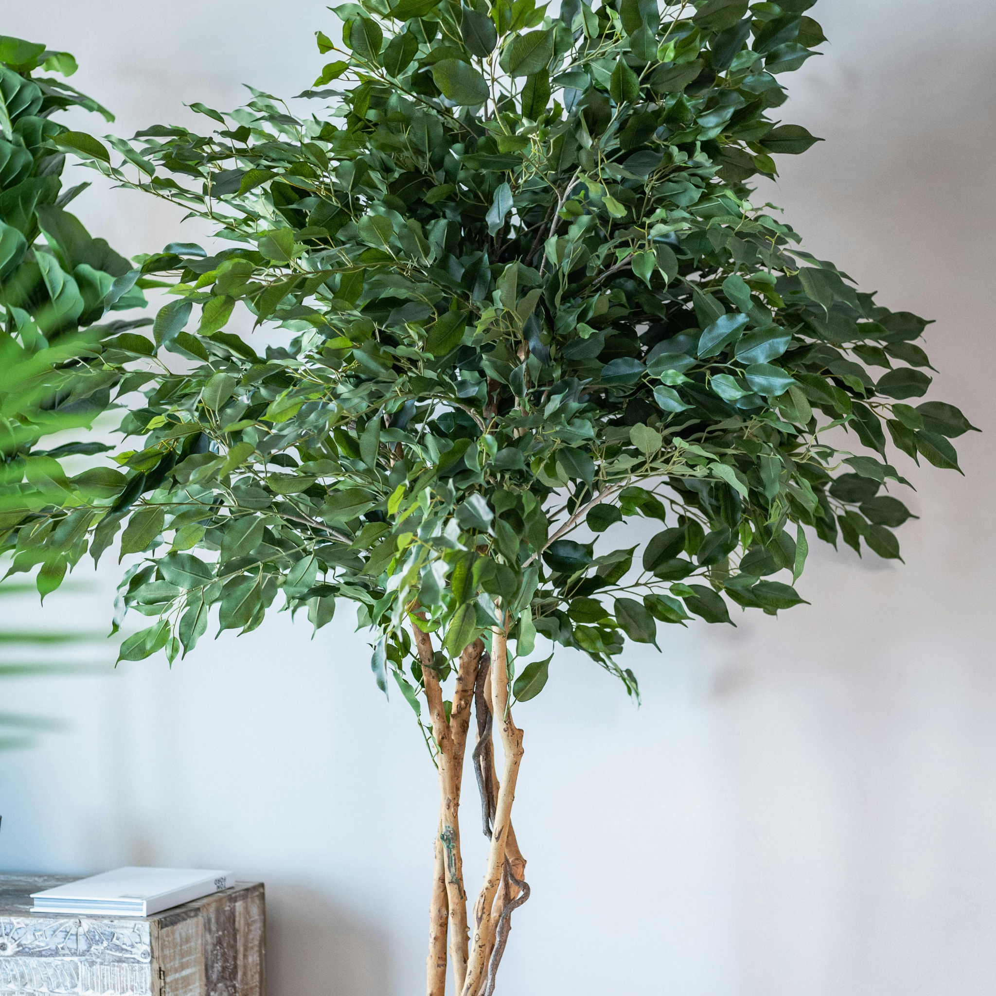 Weeping Benjamin Fig - Ficus Benjamina