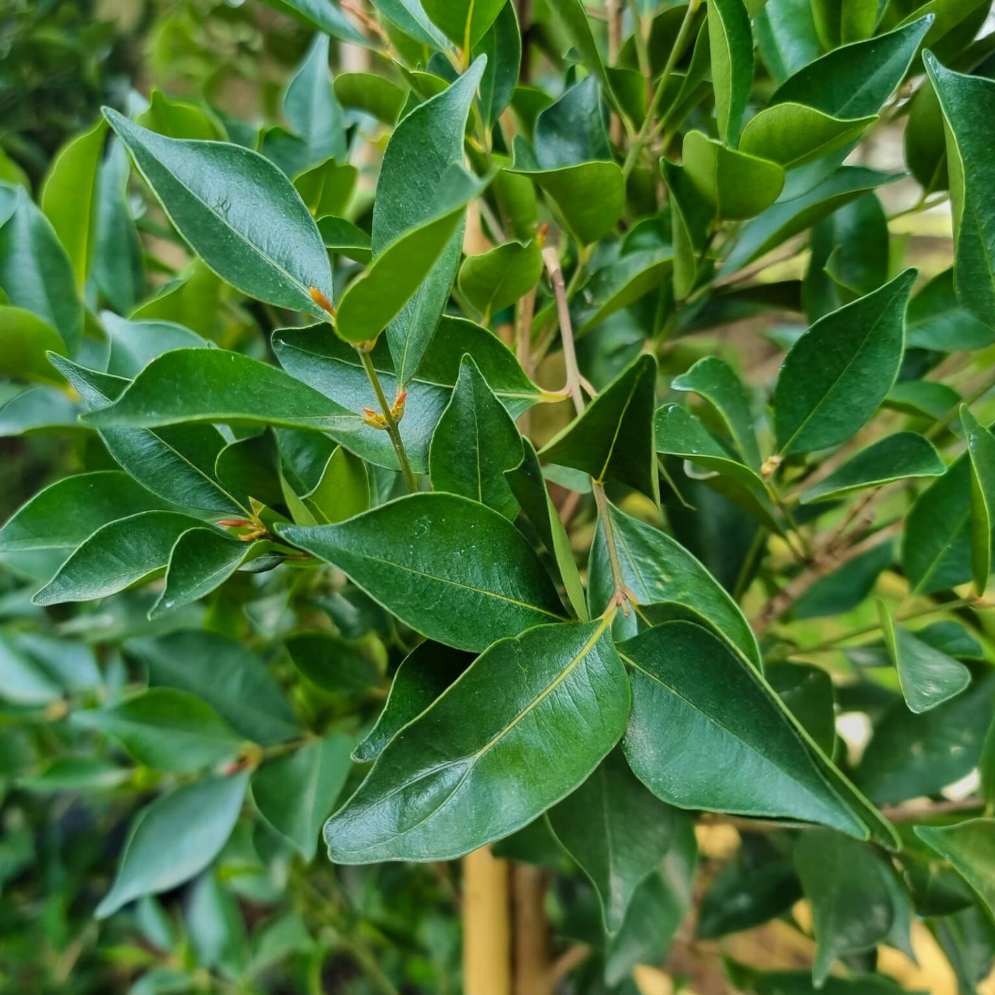 Close-up of green leaves with a blurred natural background