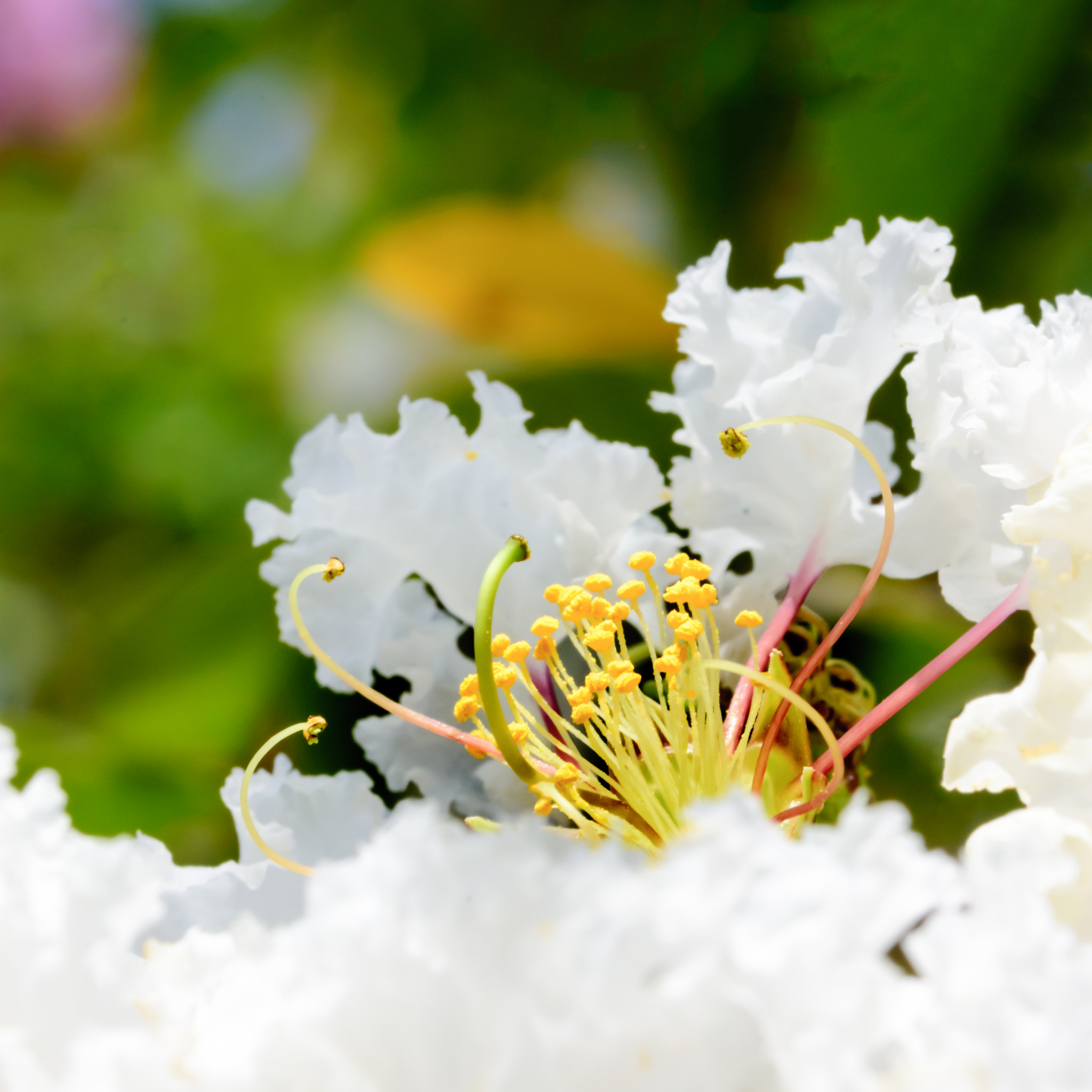 White Crepe Myrtle - Lagerstroemia indica fauriei 'Acoma'