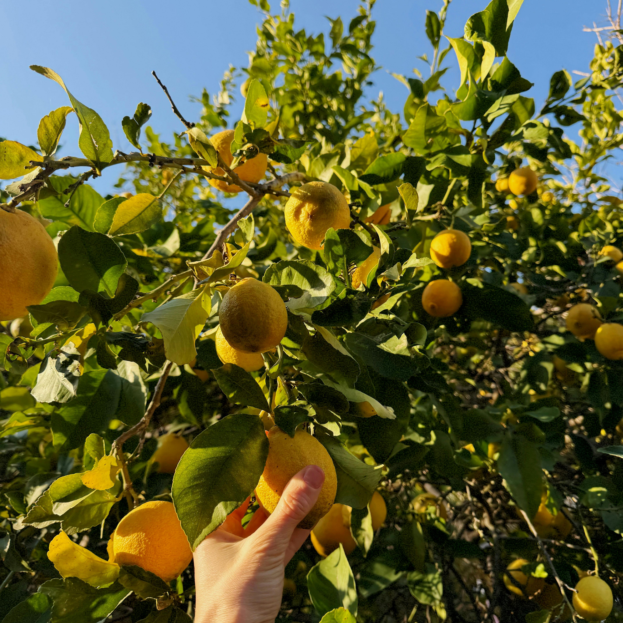 Dwarf Lemonicious Lemon - Citrus limon  Lemonicious