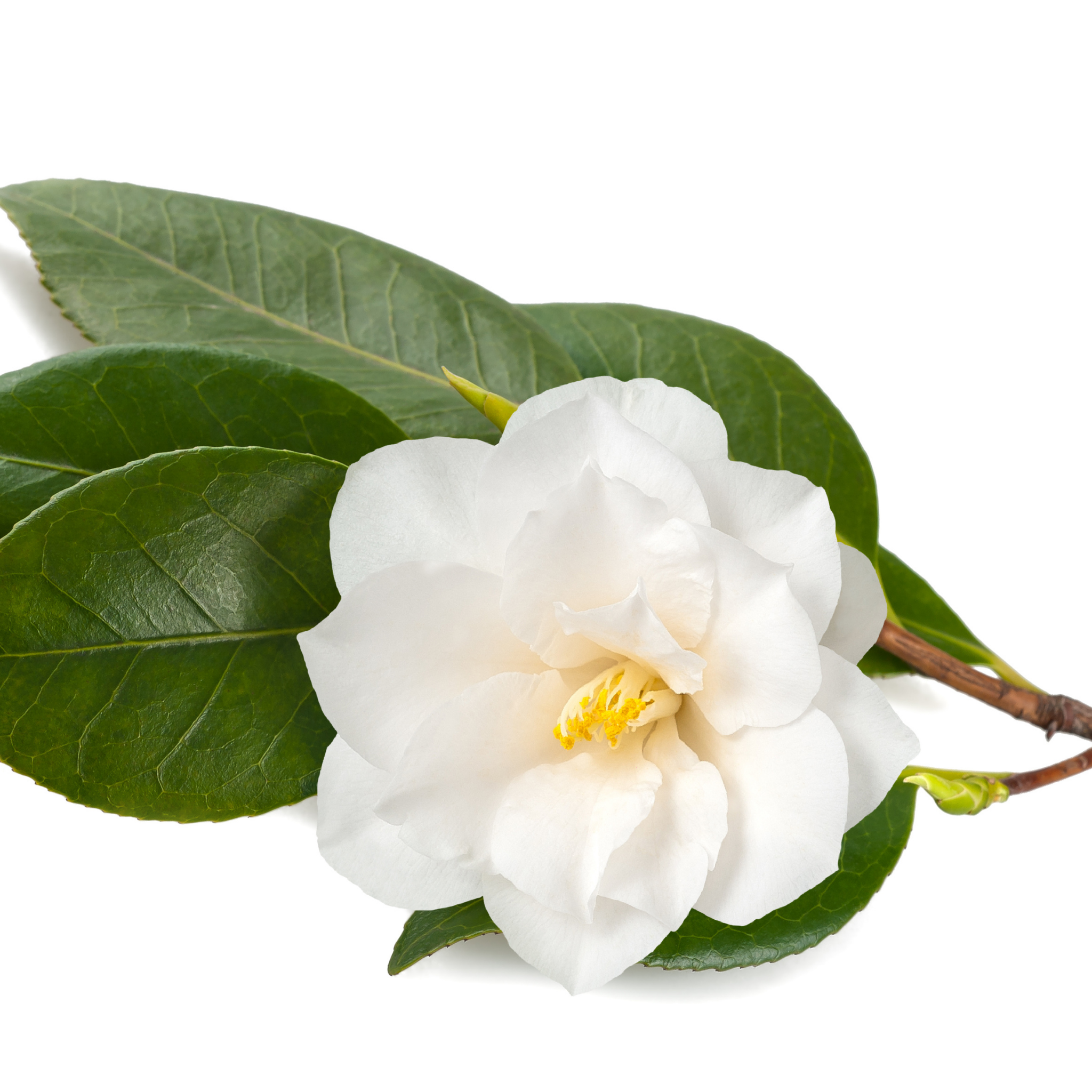 Camellia japonica Lovelight