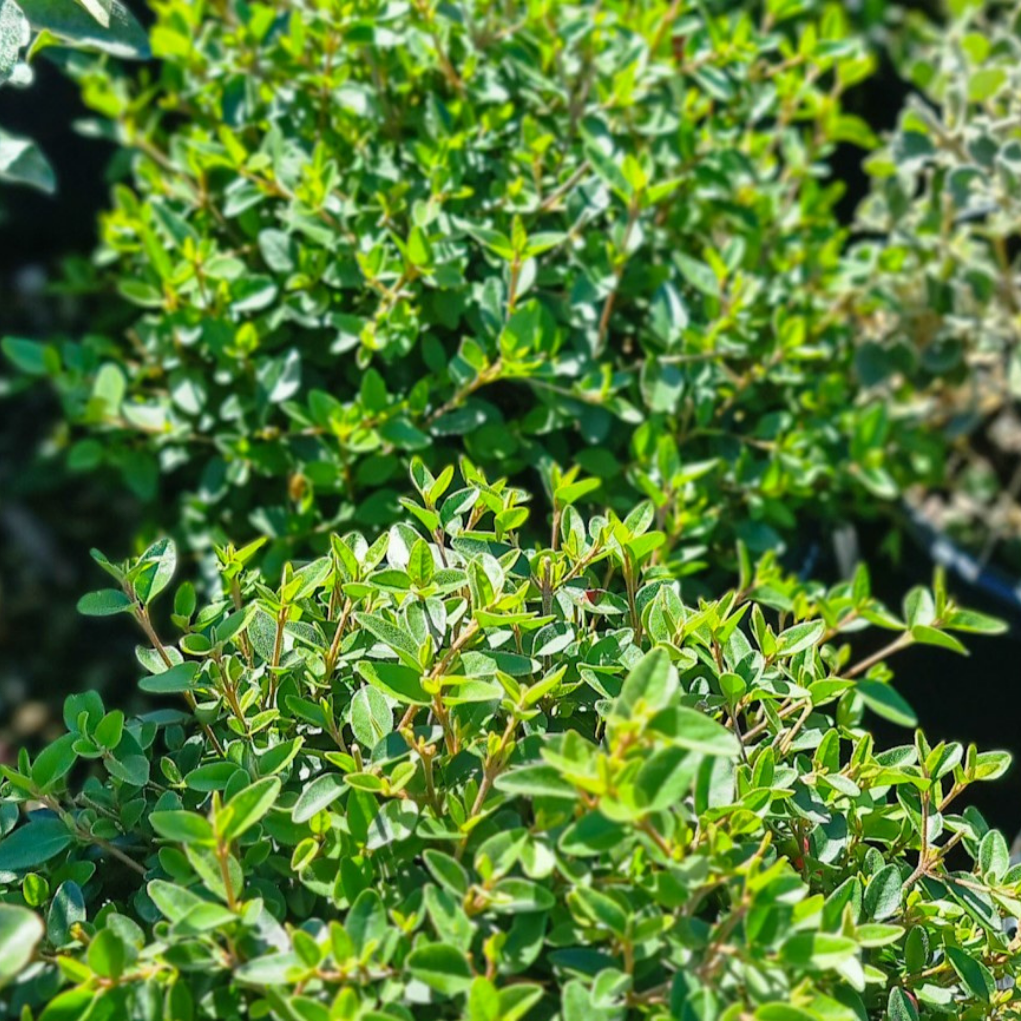 Correa Native Fushsia - Correa reflexa pulchella 'Dusky Bells'