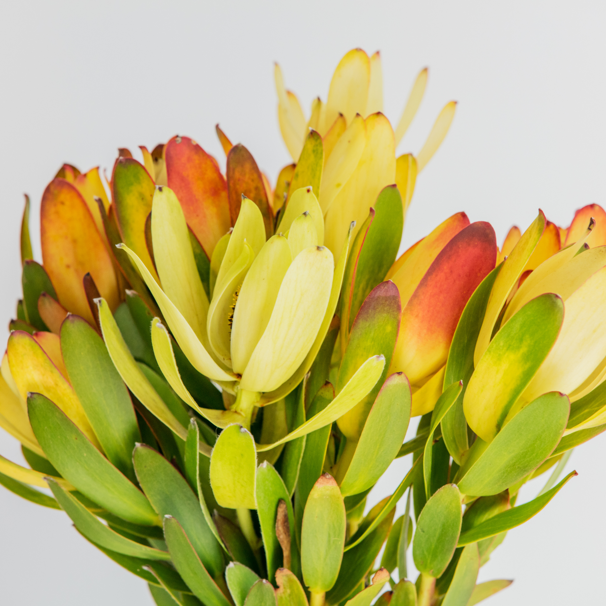 Safari Goldstrike Conebush - Leucadendron salignum Safari Goldstrike