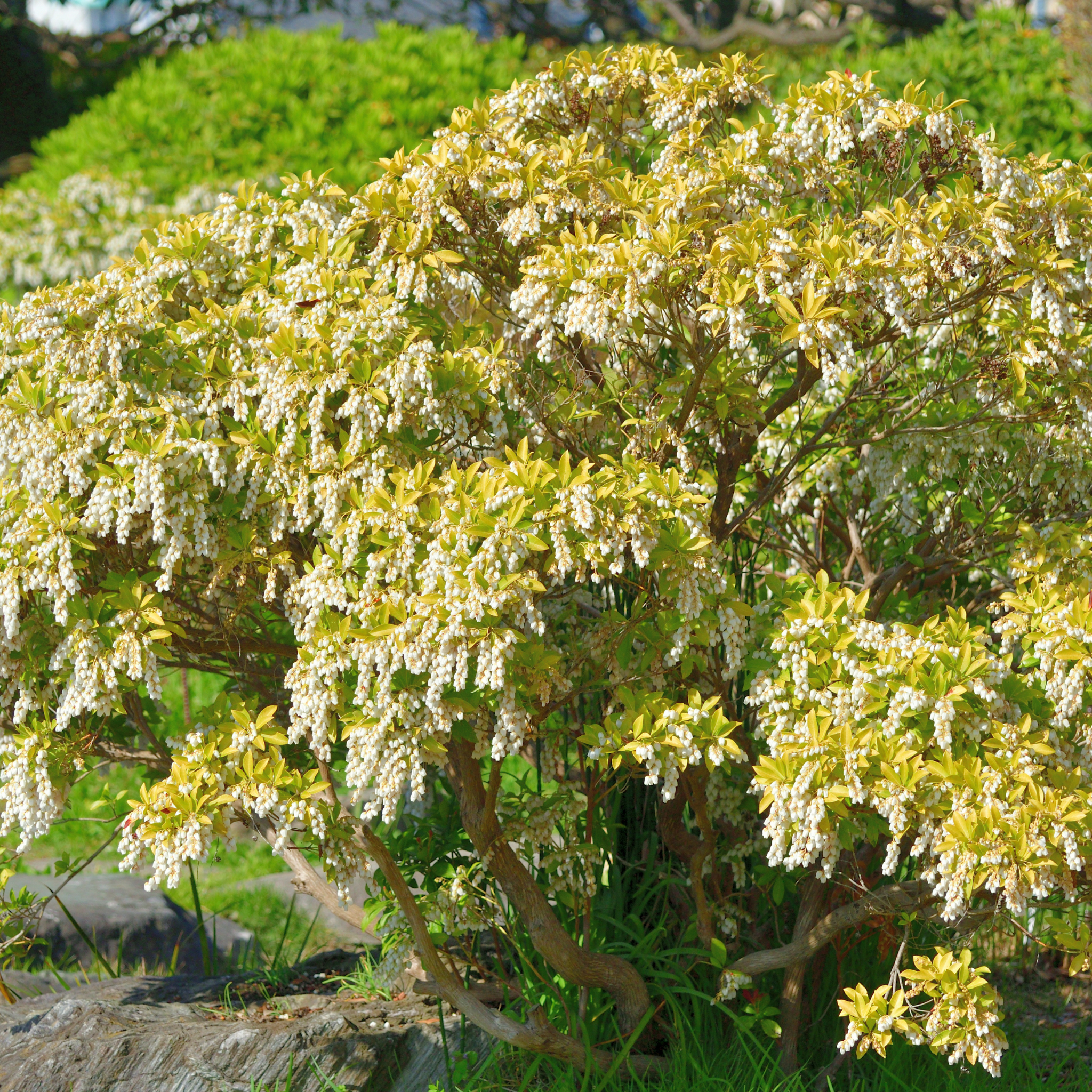 Temple Bells Japanese Andromeda - Pieris japonica Temple Bells