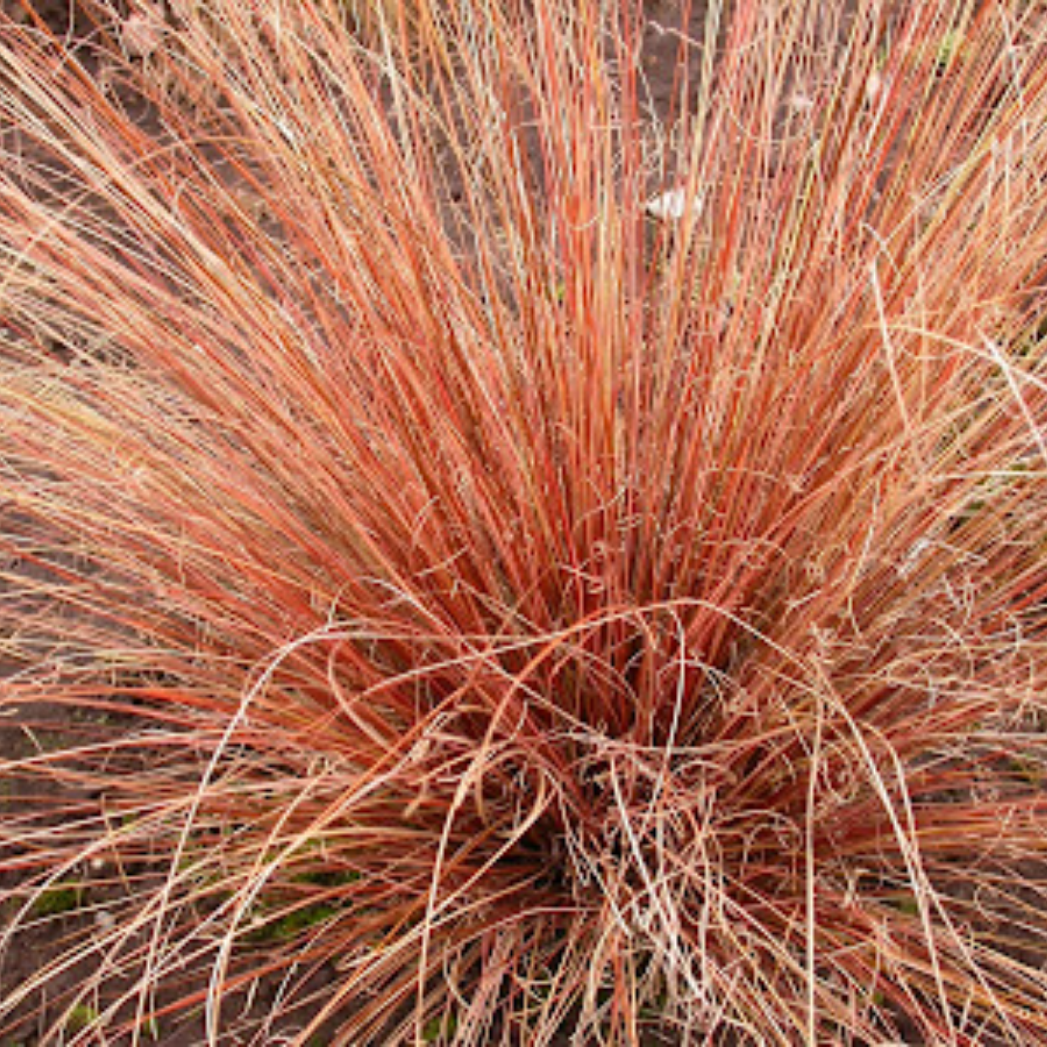 Close-up of a plant with orange-brown foliage
