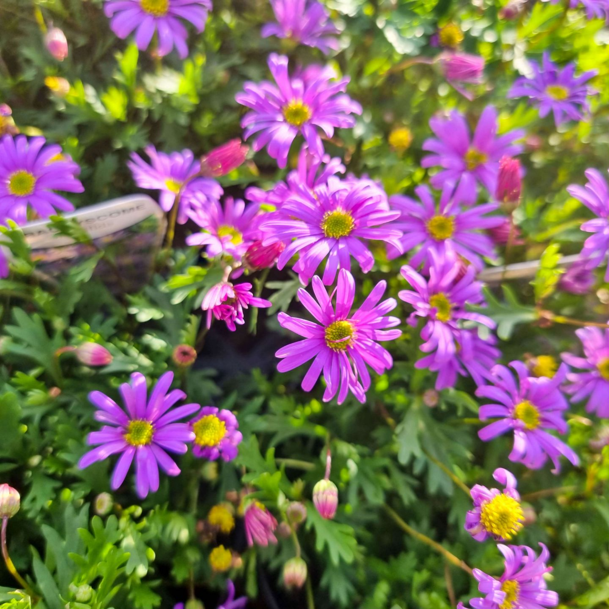 Stiff Daisy Fresco Candy - Brachyscome angustifolia 'Fresco Candy'