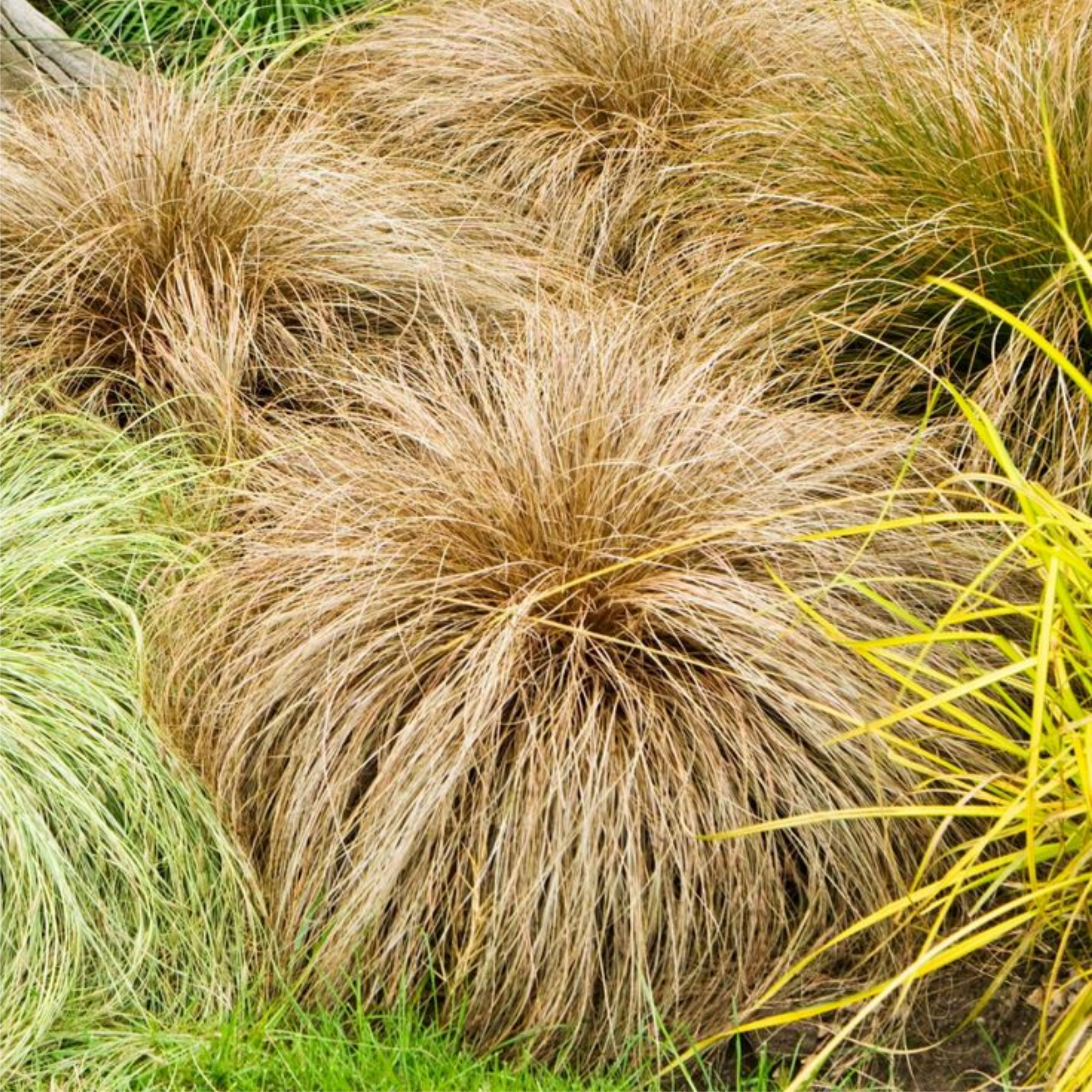 Close-up of ornamental grass with a blurred natural background