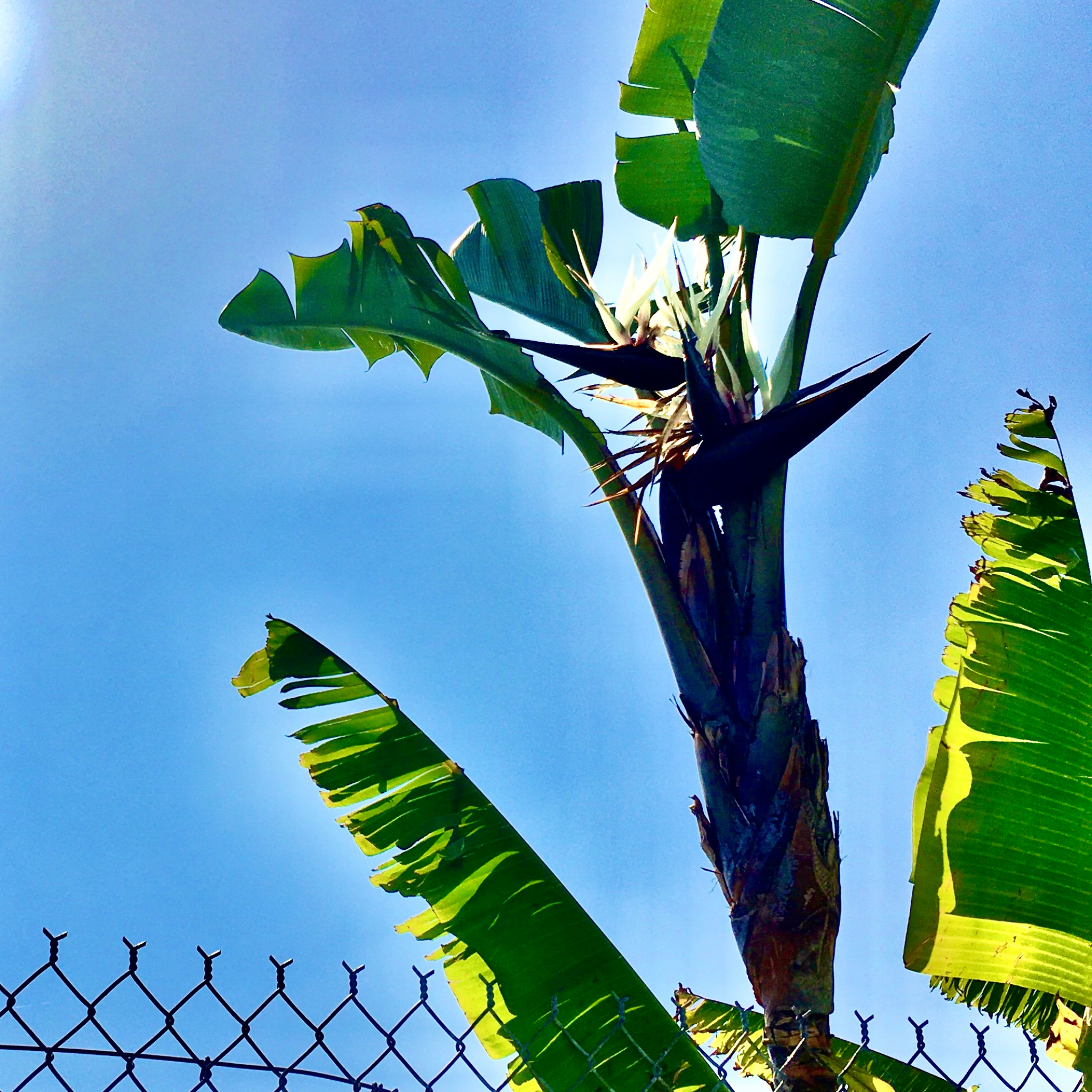 Giant White Bird of Paradise - Strelitzia nicolai