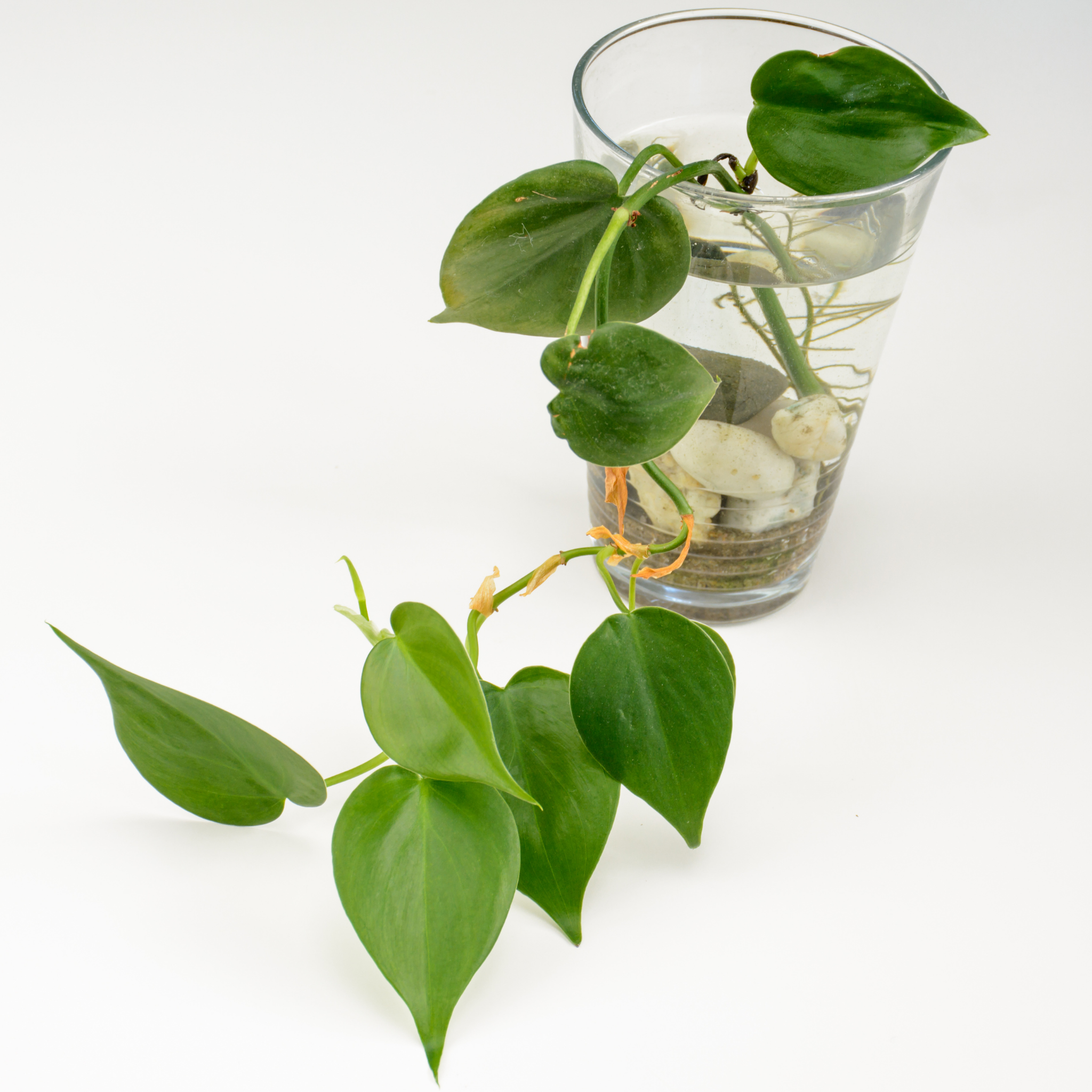 Green Dragon Golden Pothos - Epipremnum aureum Devil's Ivy