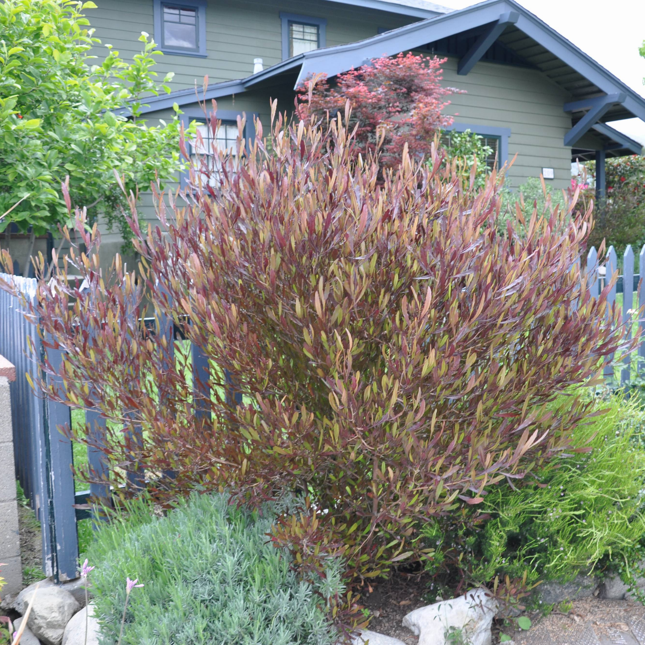 Purple Hop Bush - Dodonaea viscosa Purpurea