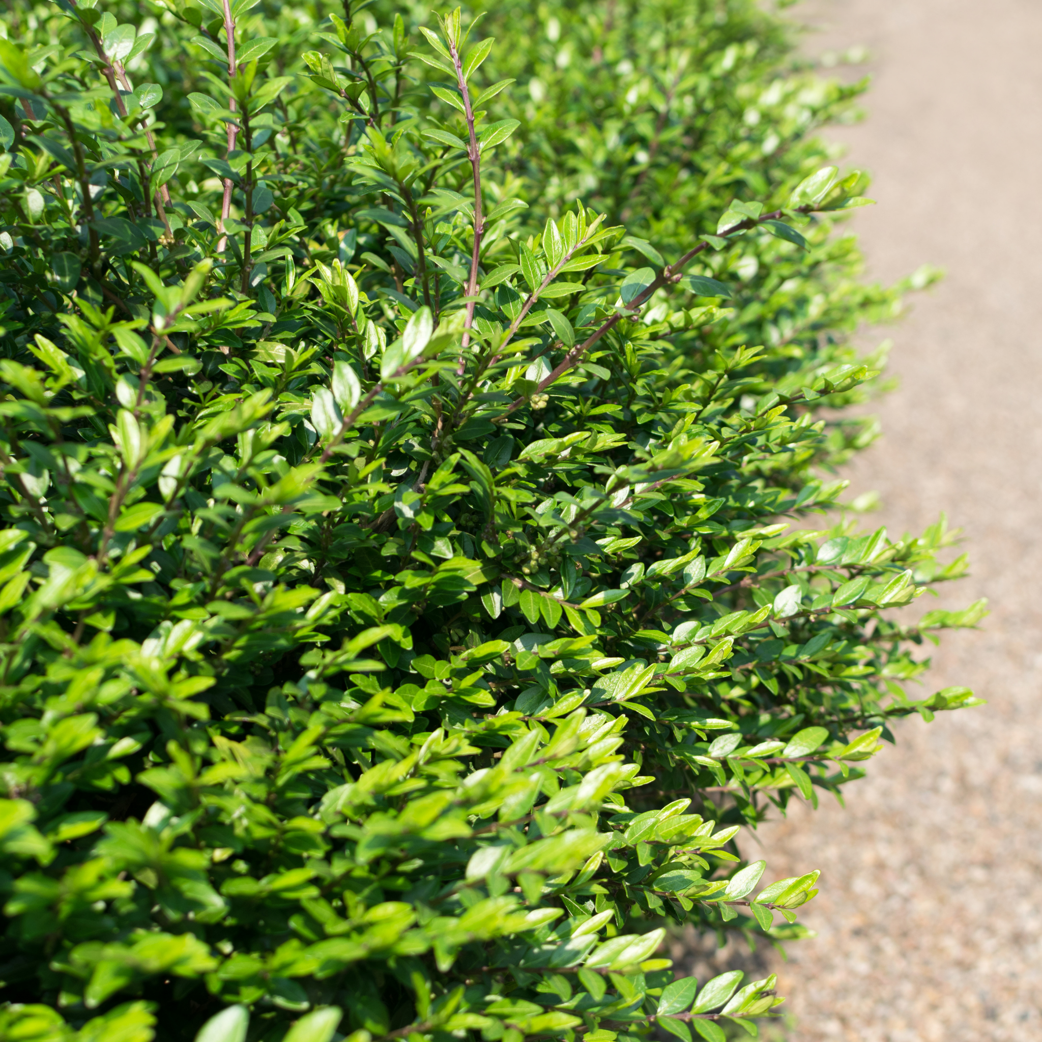 Boxleaf Honeysuckle - Lonicera nitida