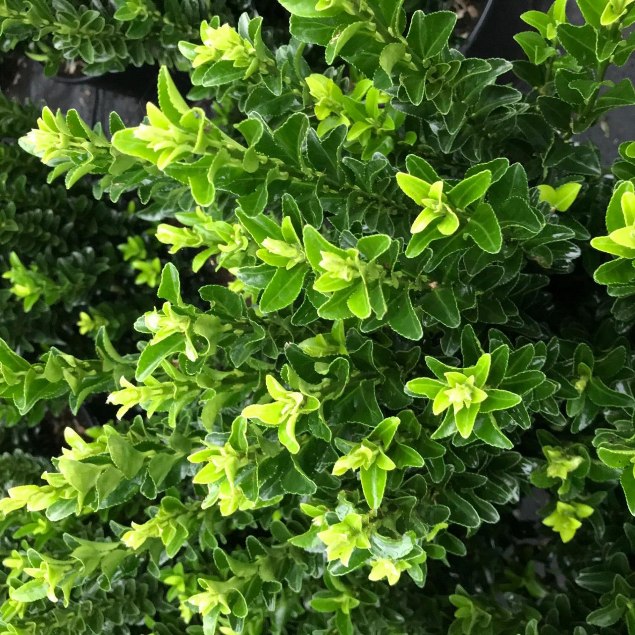 Japanese Spindle Bush - Euonymus japonicus Green Rocket