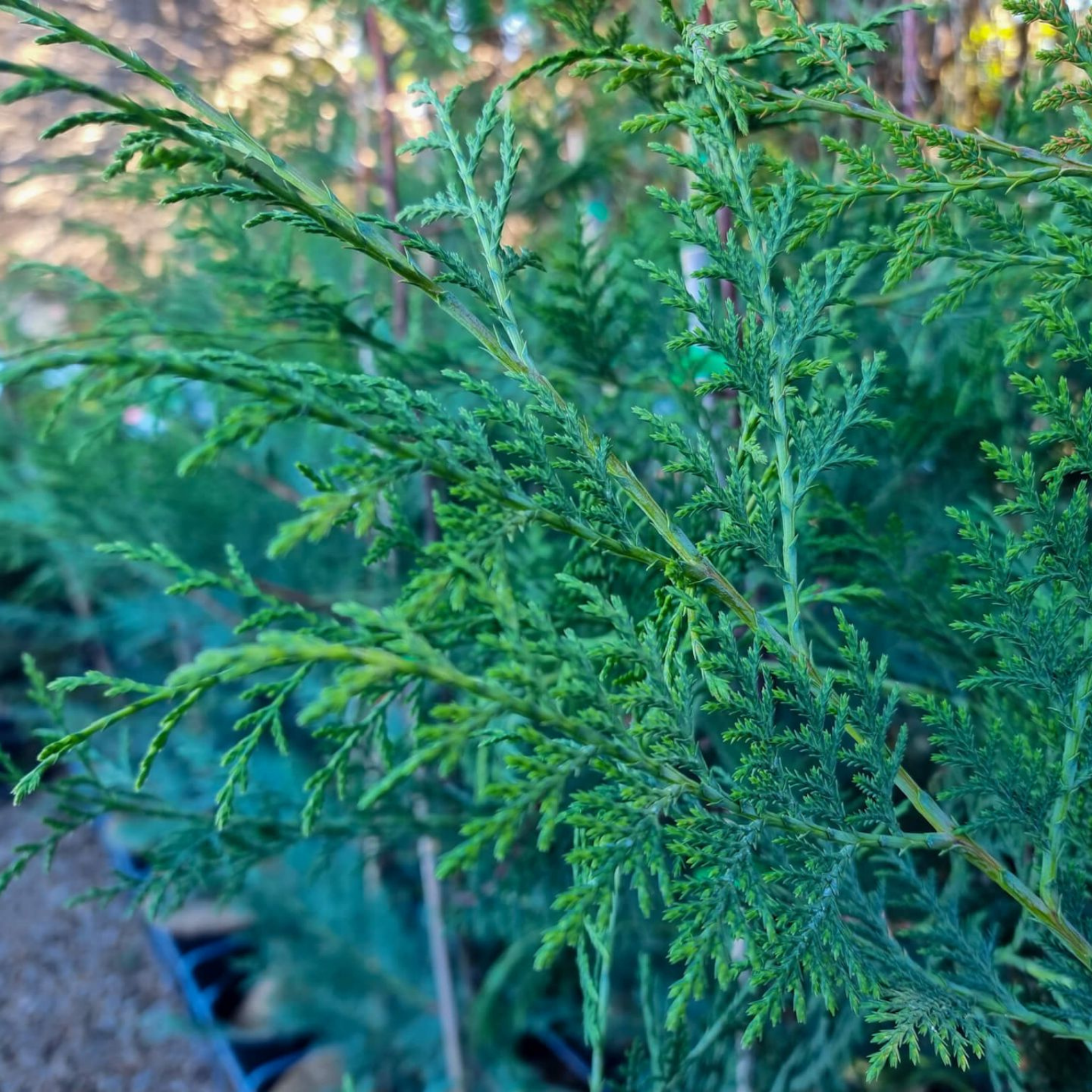 Cupressocyparis leylandii Madeline - Bettergreen Cypress