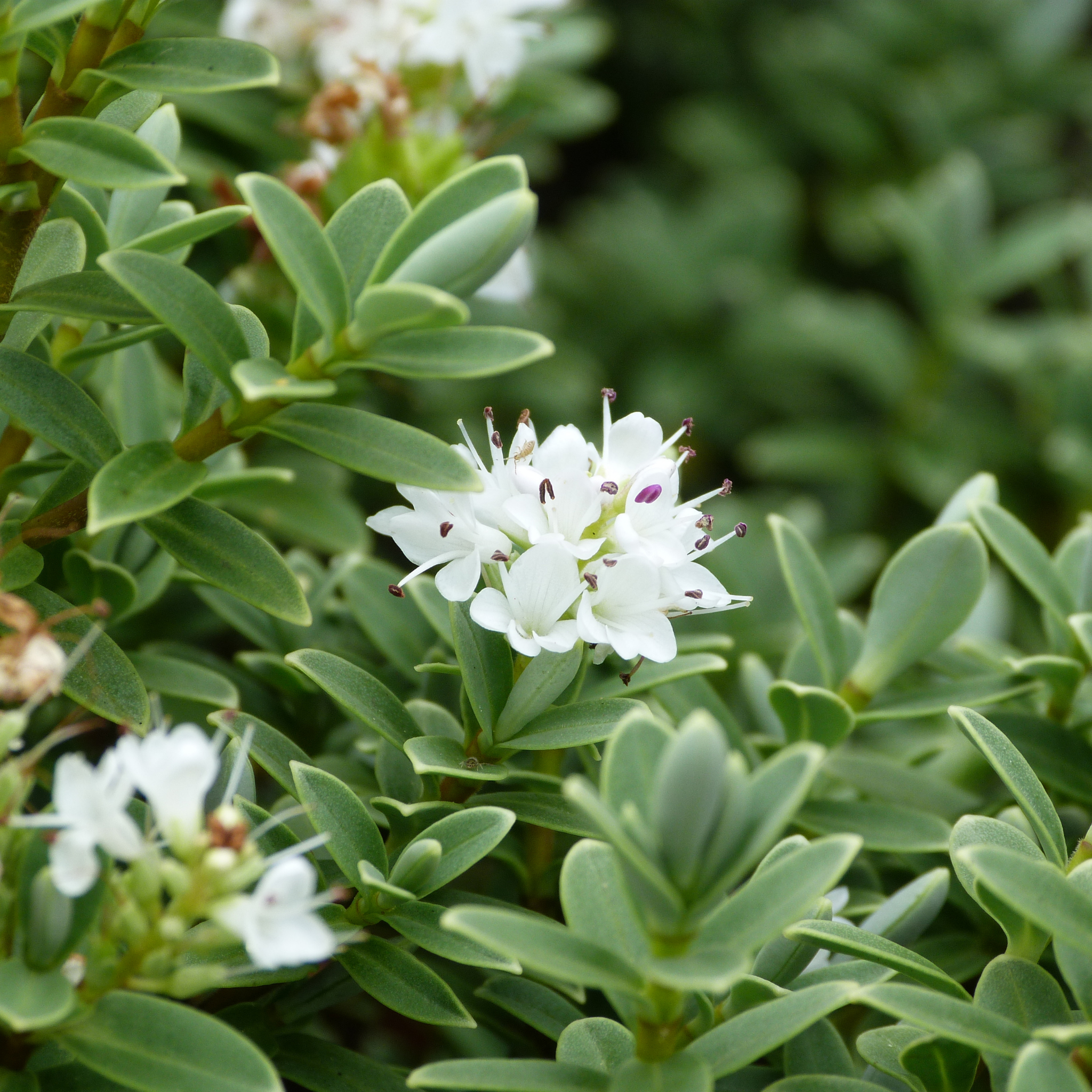 White Hebe - Hebe albicans