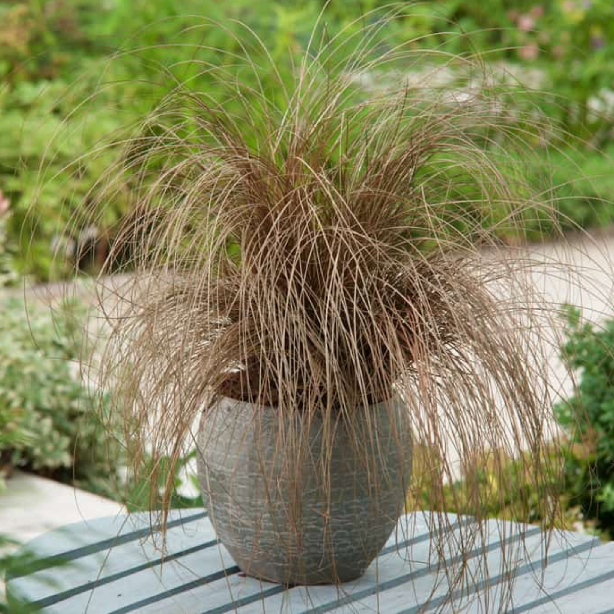Potted plant with long, thin leaves on a table outdoors