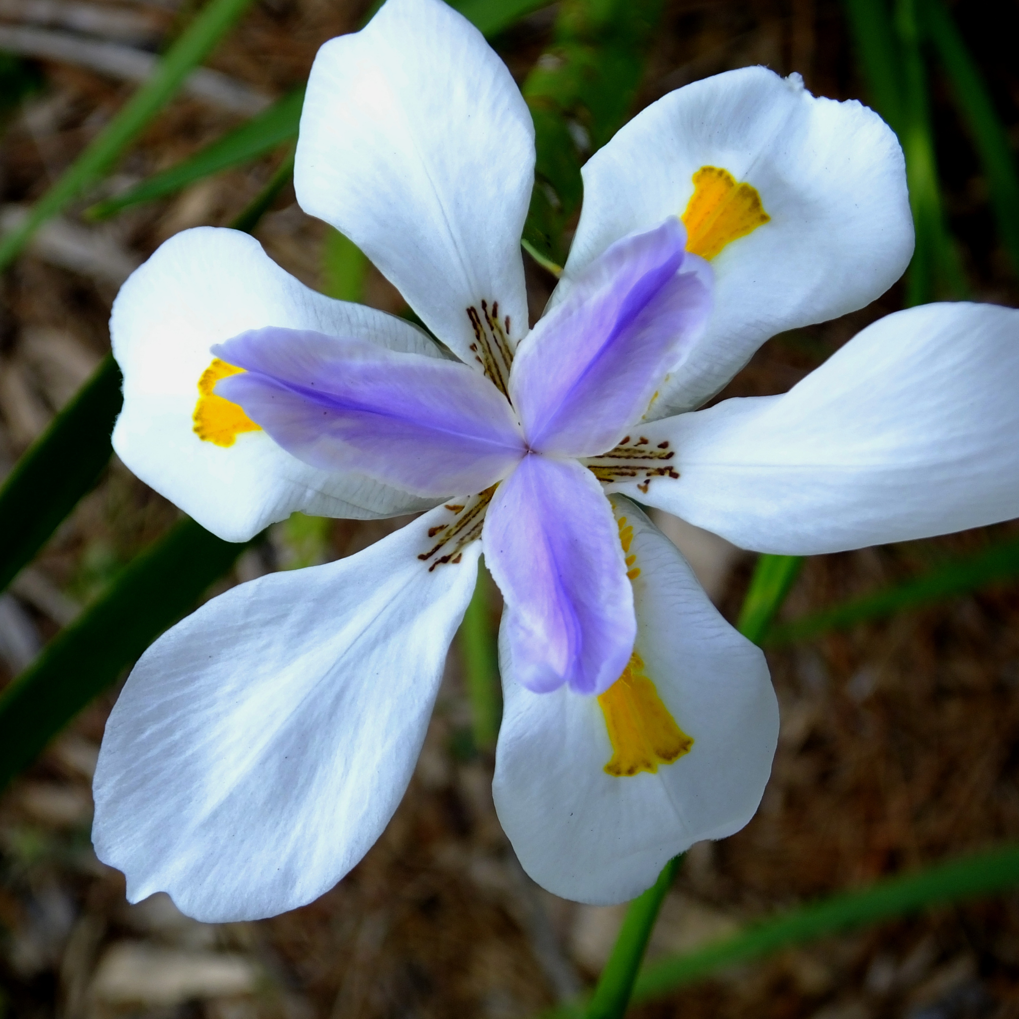 African Iris - Dietes iridioides